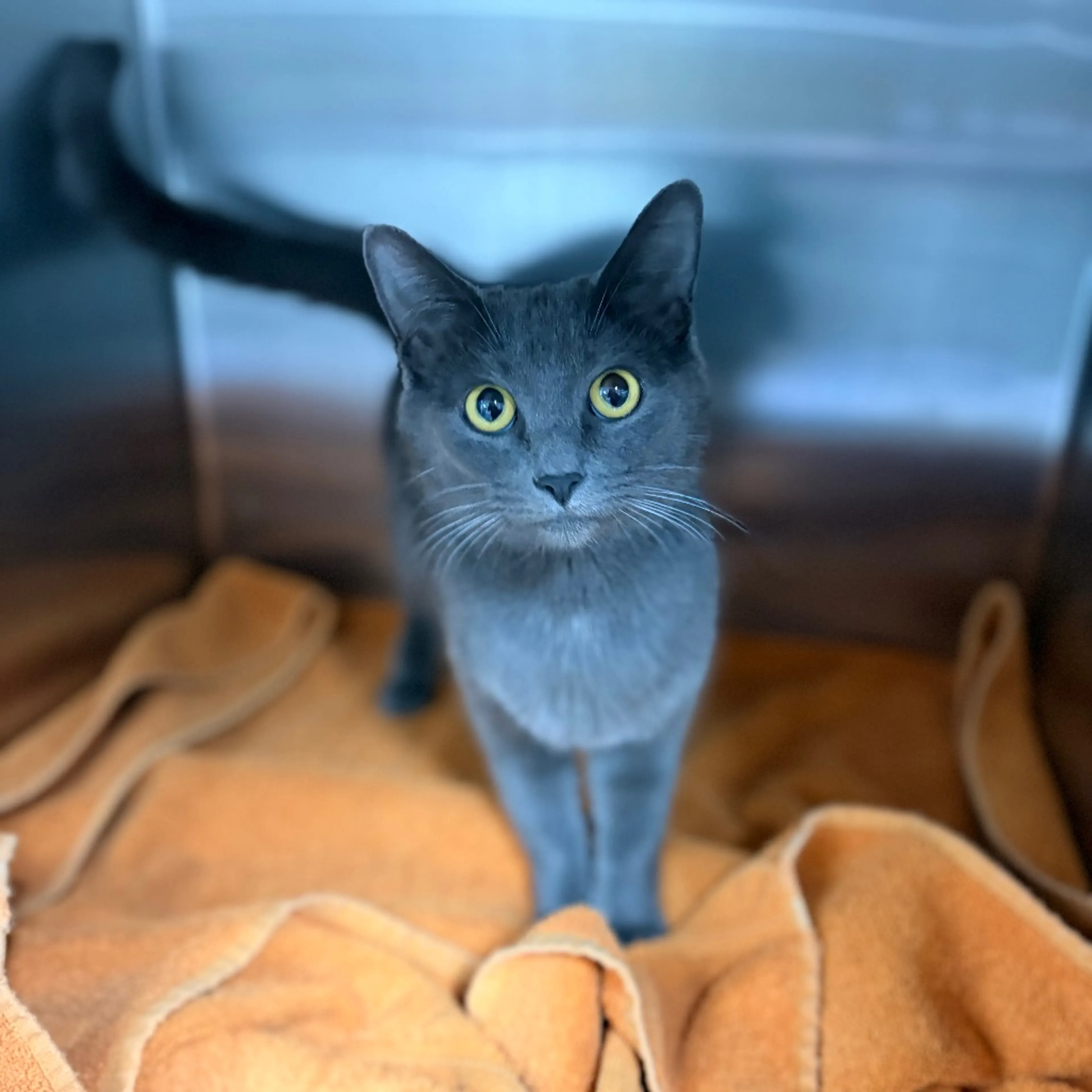 Found pet-3