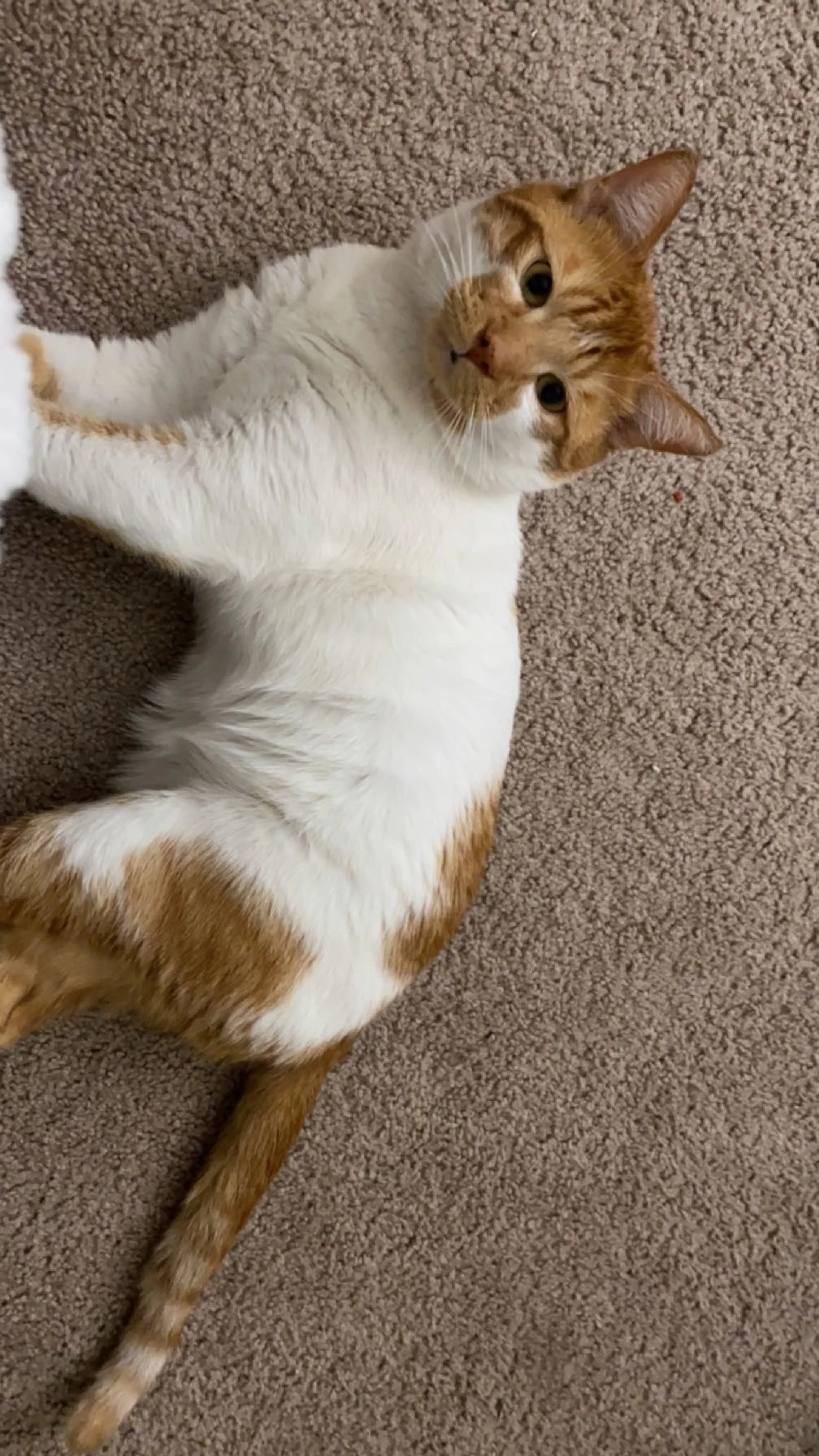 Lost pet-2