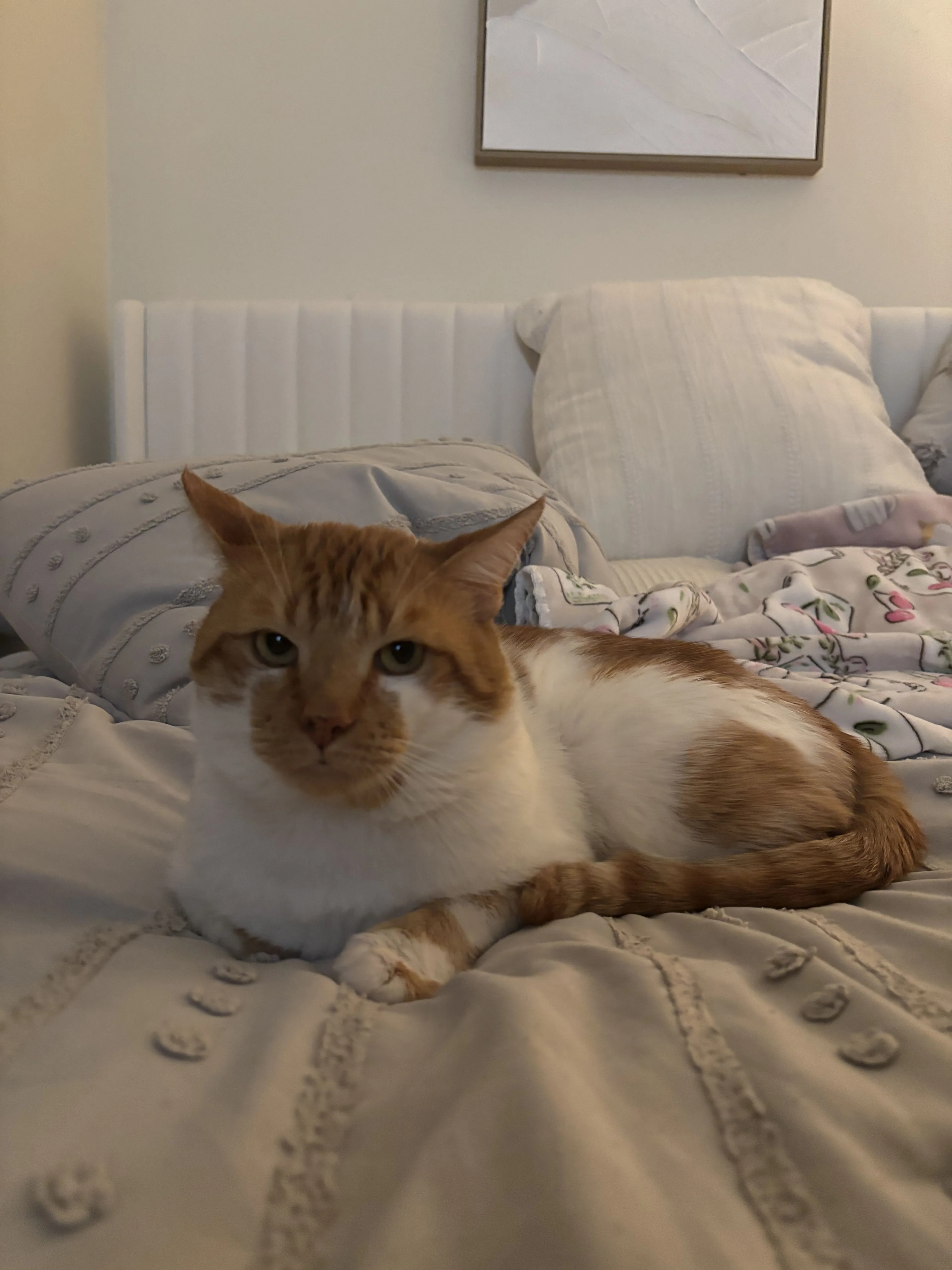 Lost pet-1