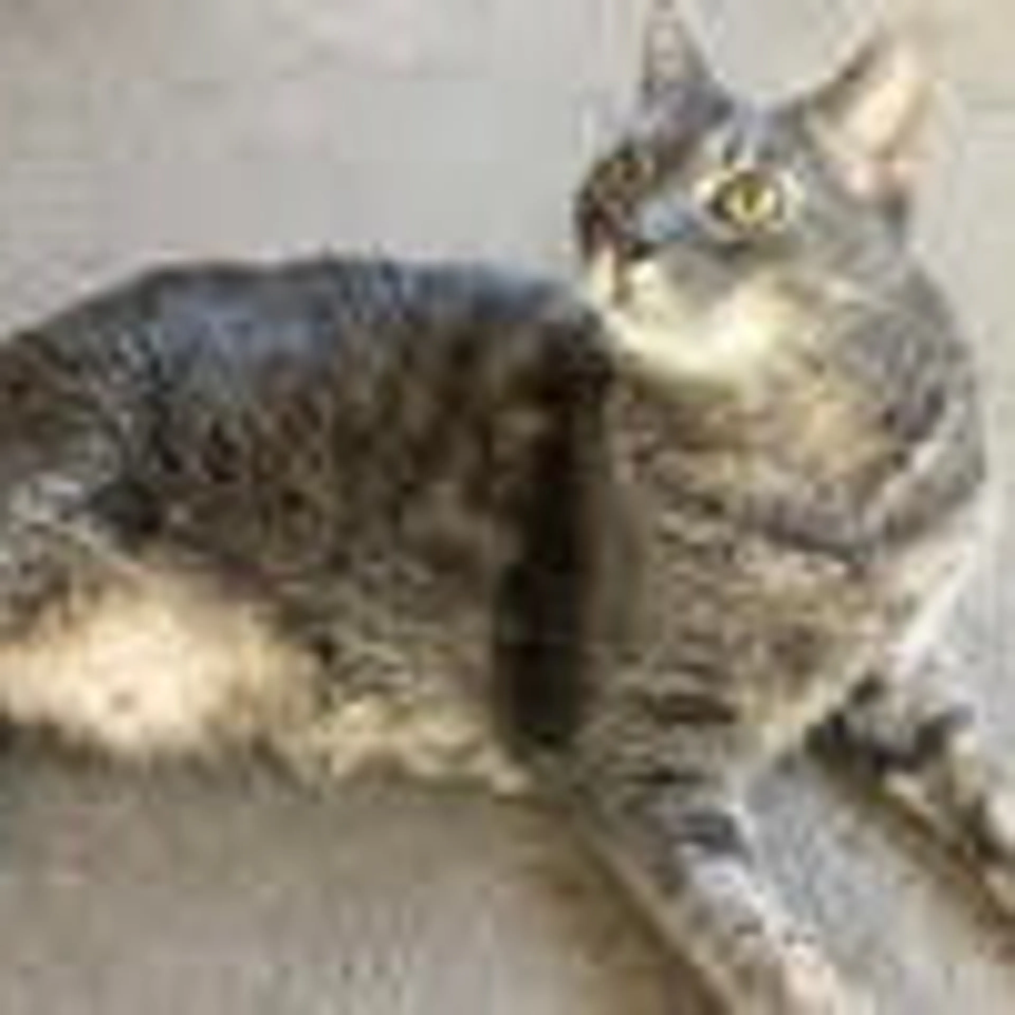 Found pet-1