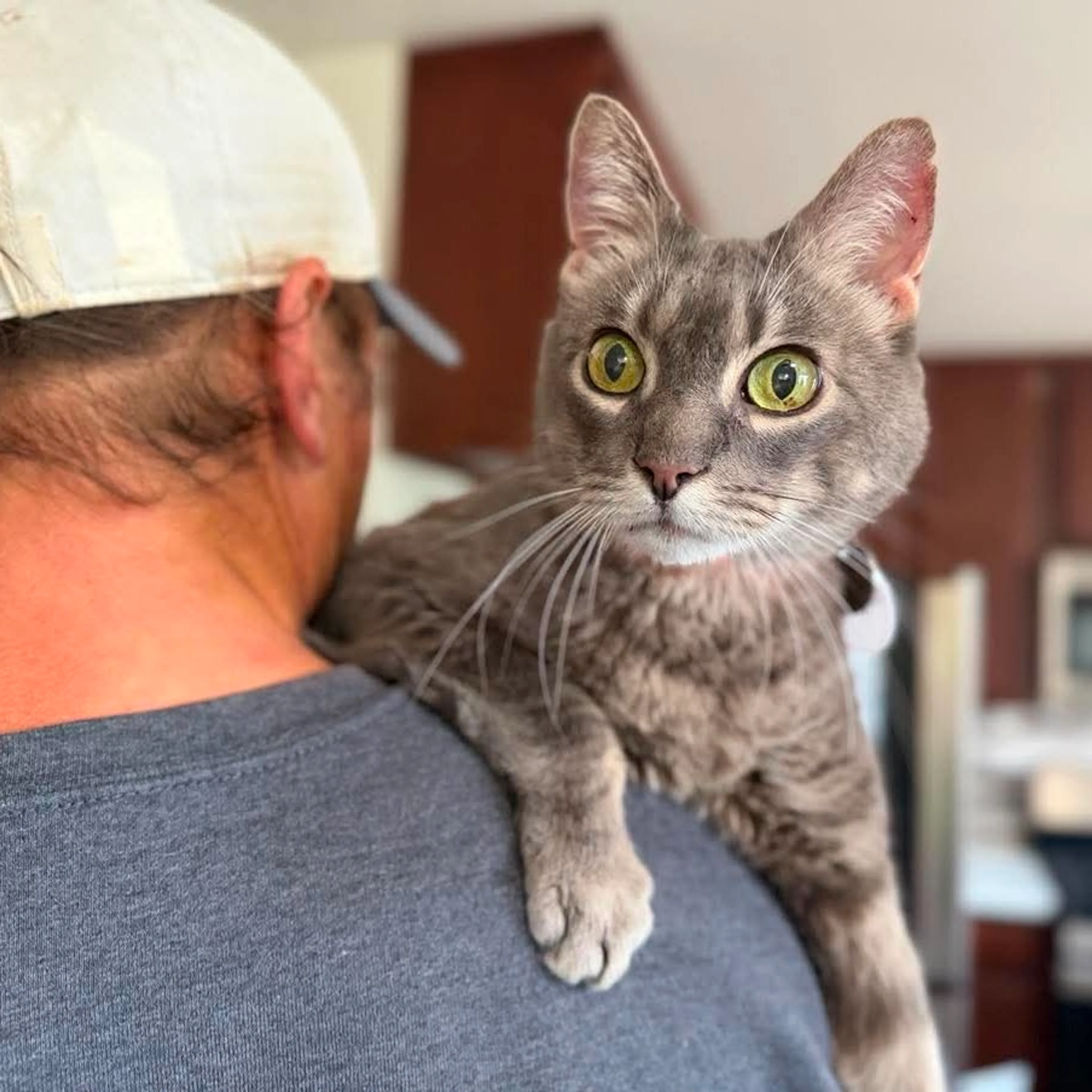 Found pet-0