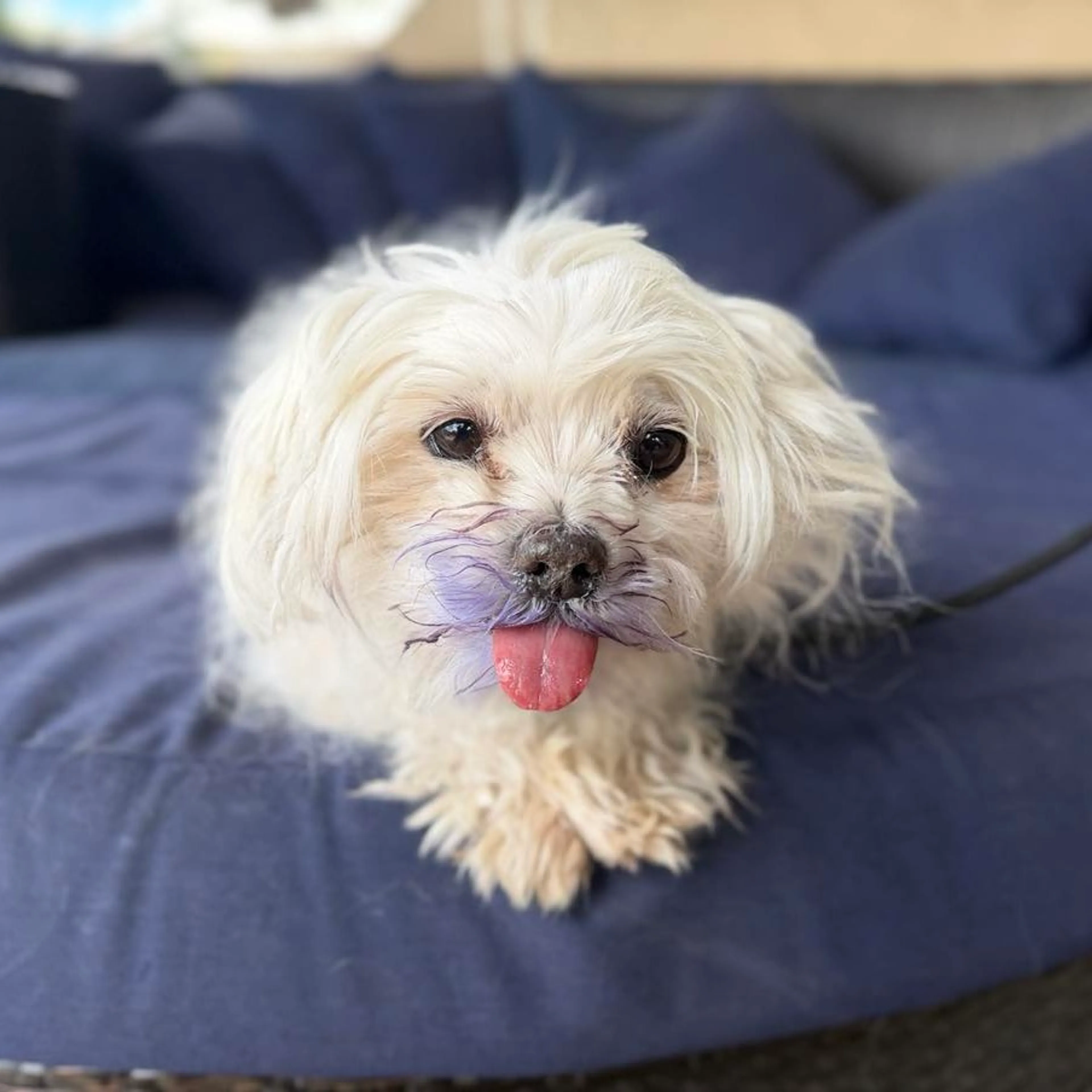 Found pet