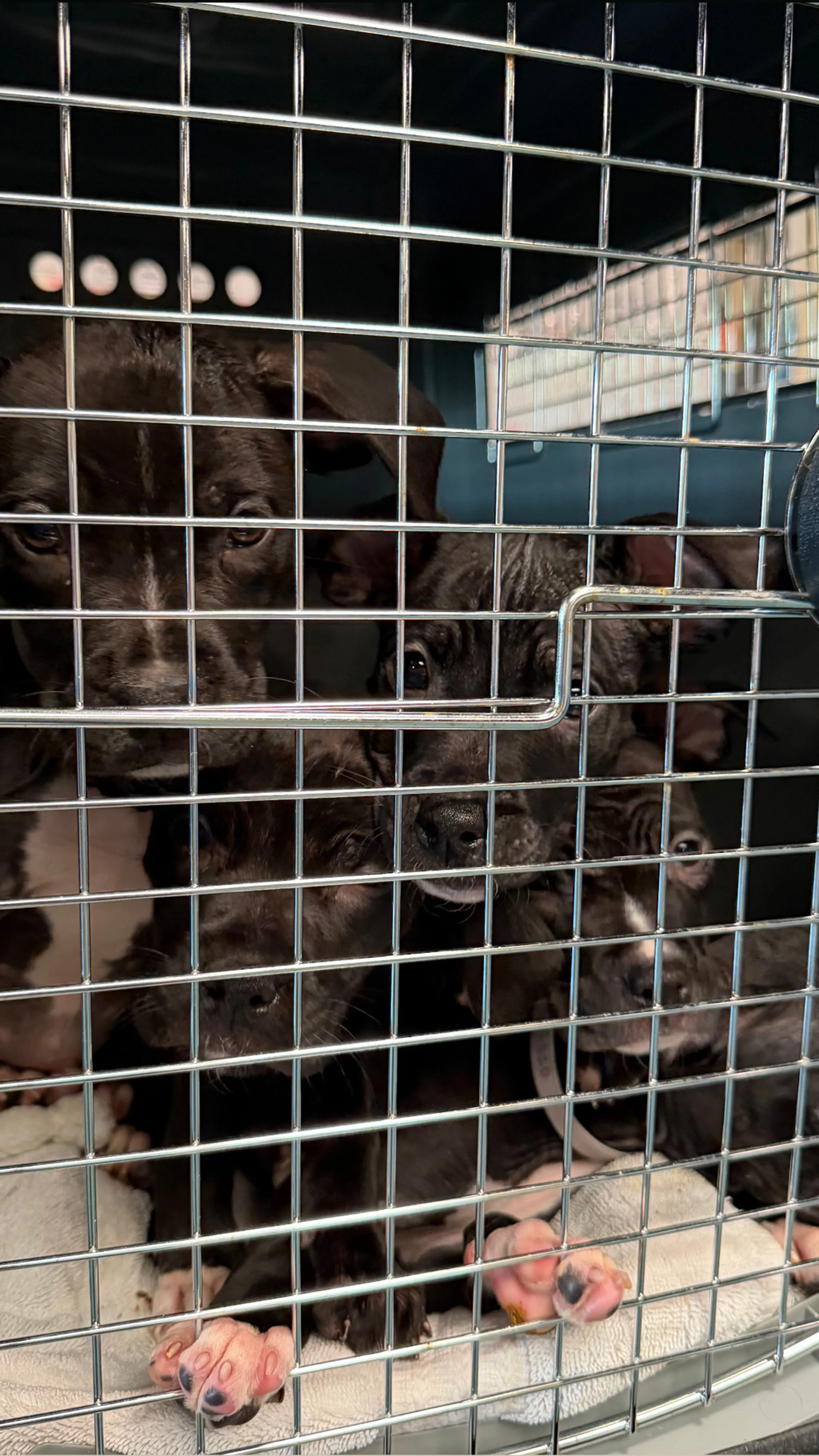 Found pet