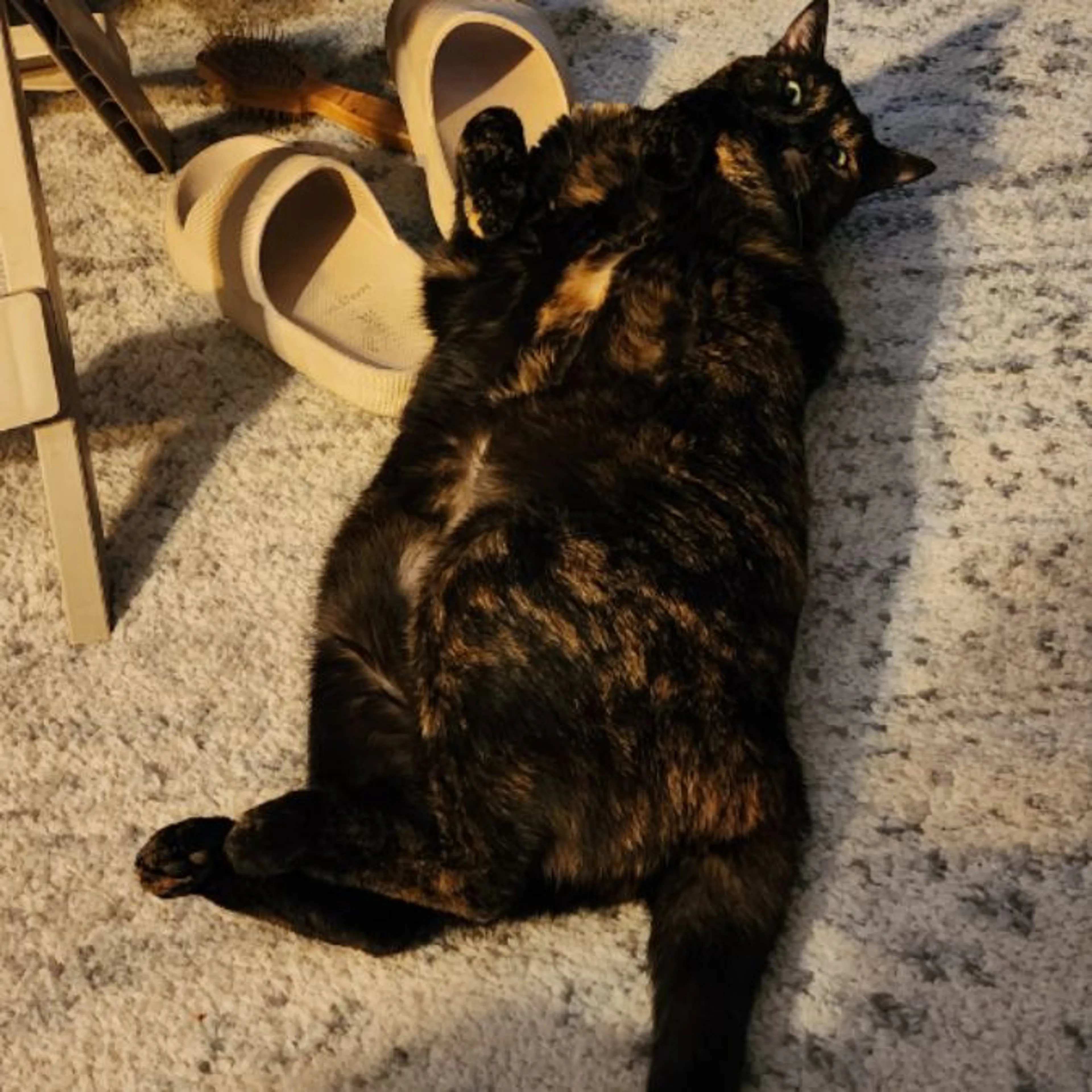 Lost pet