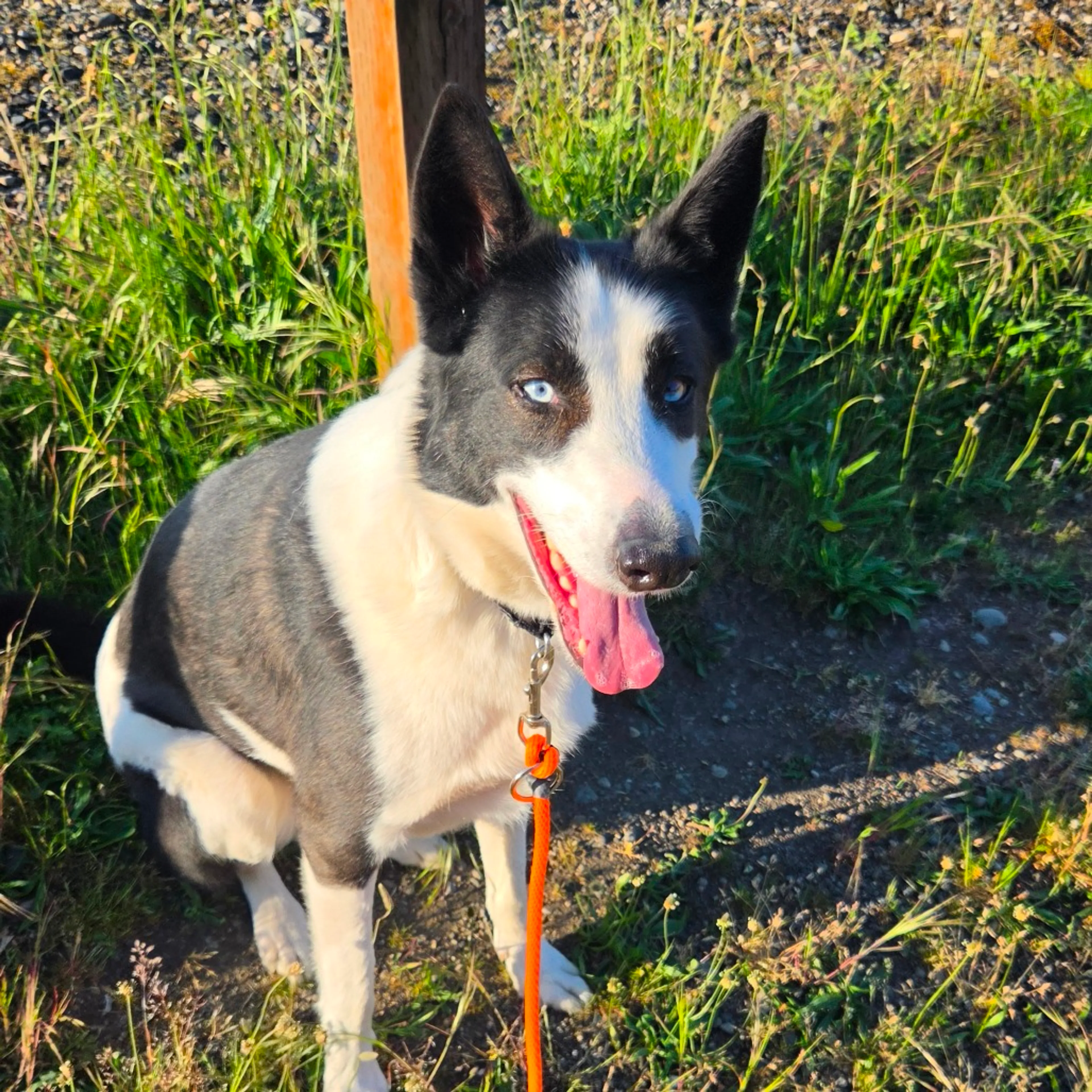 Found pet-1