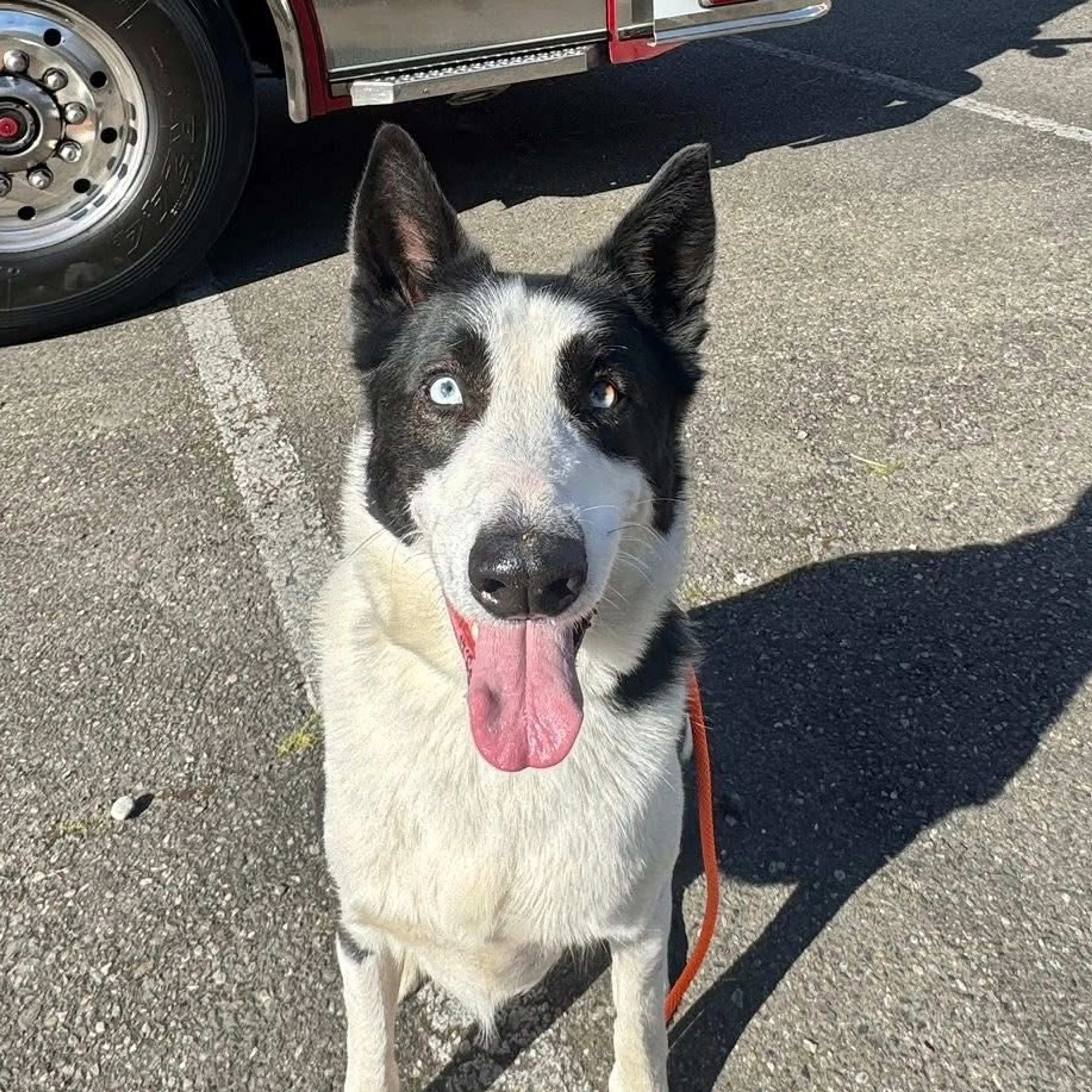 Found pet-2