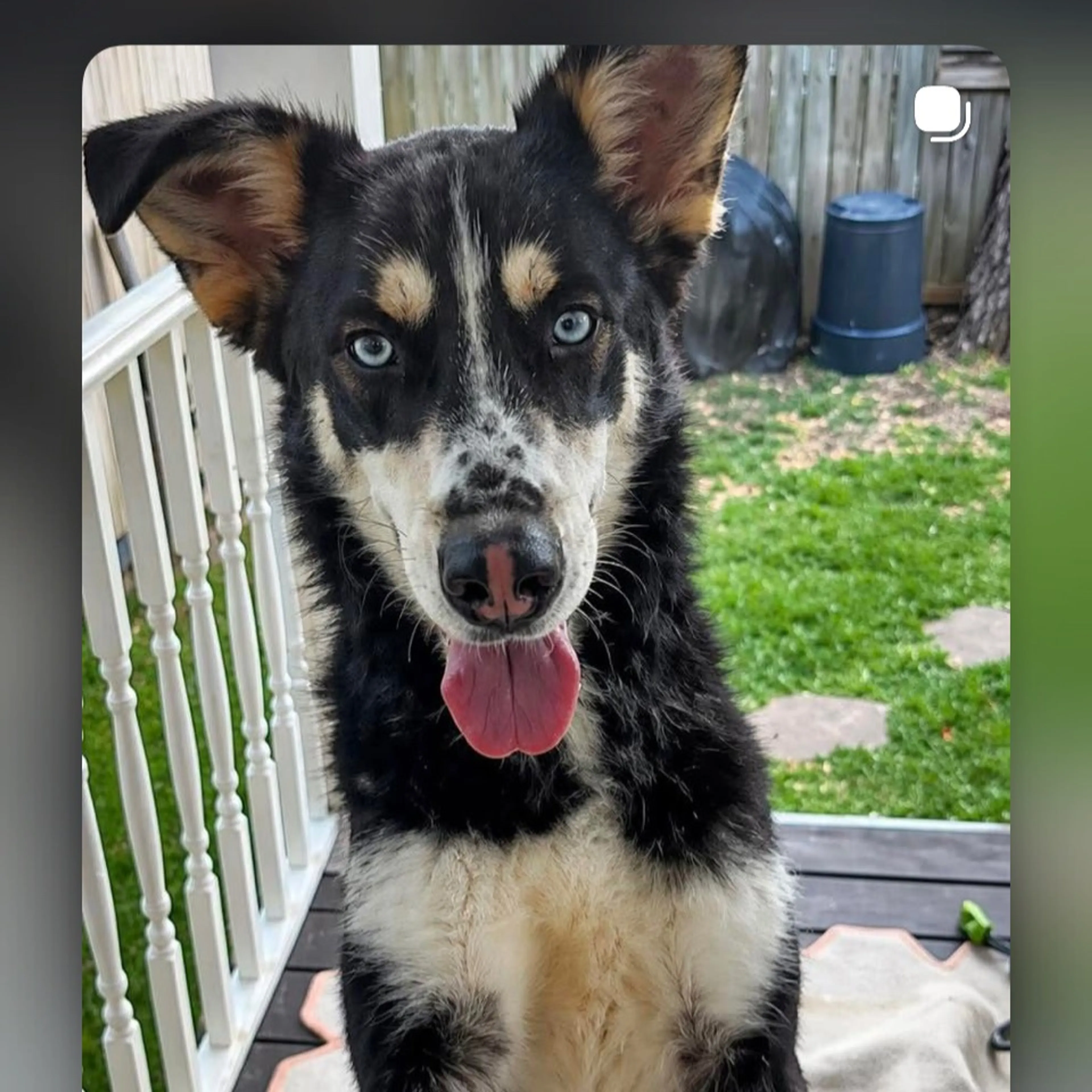 Found pet-0