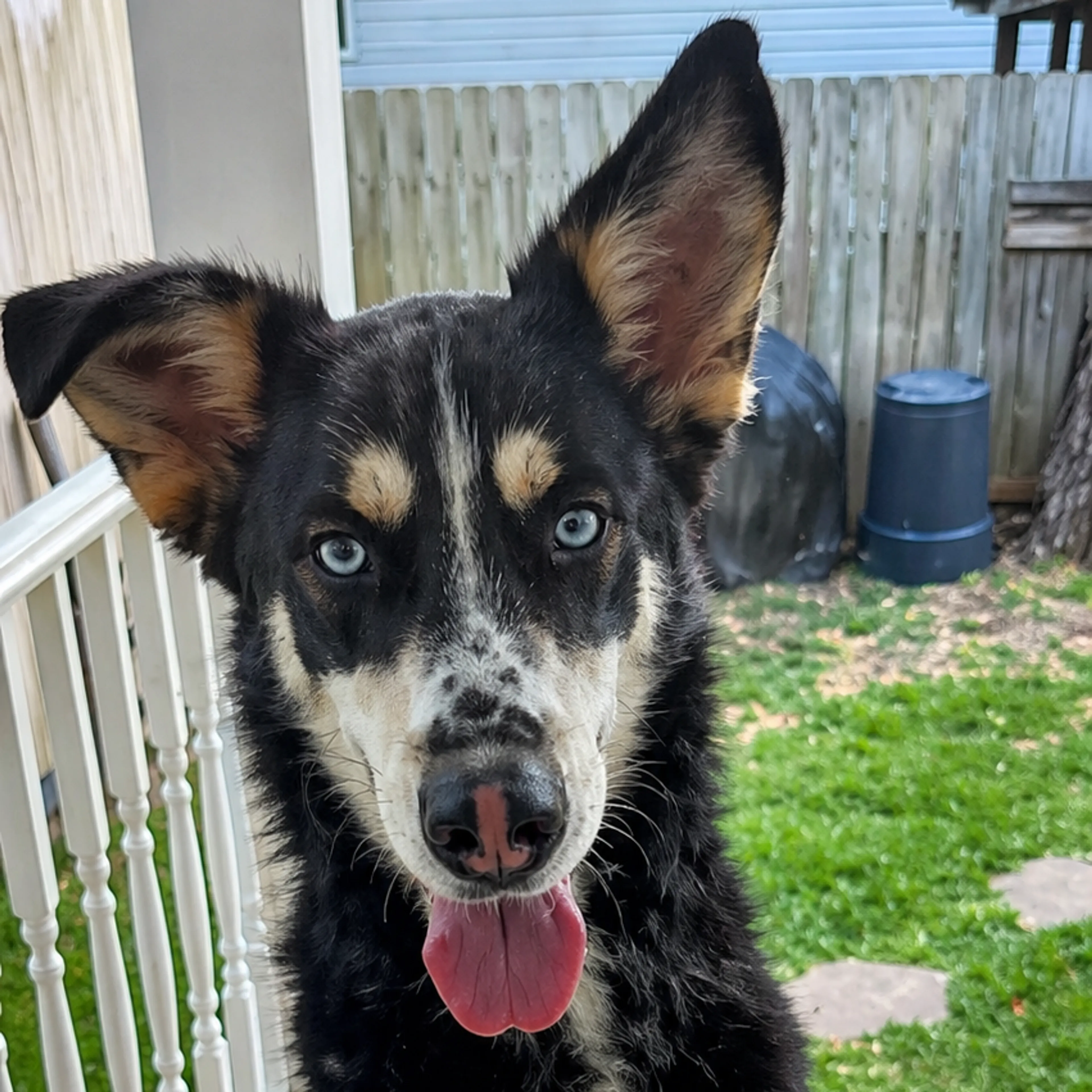 Found pet-3