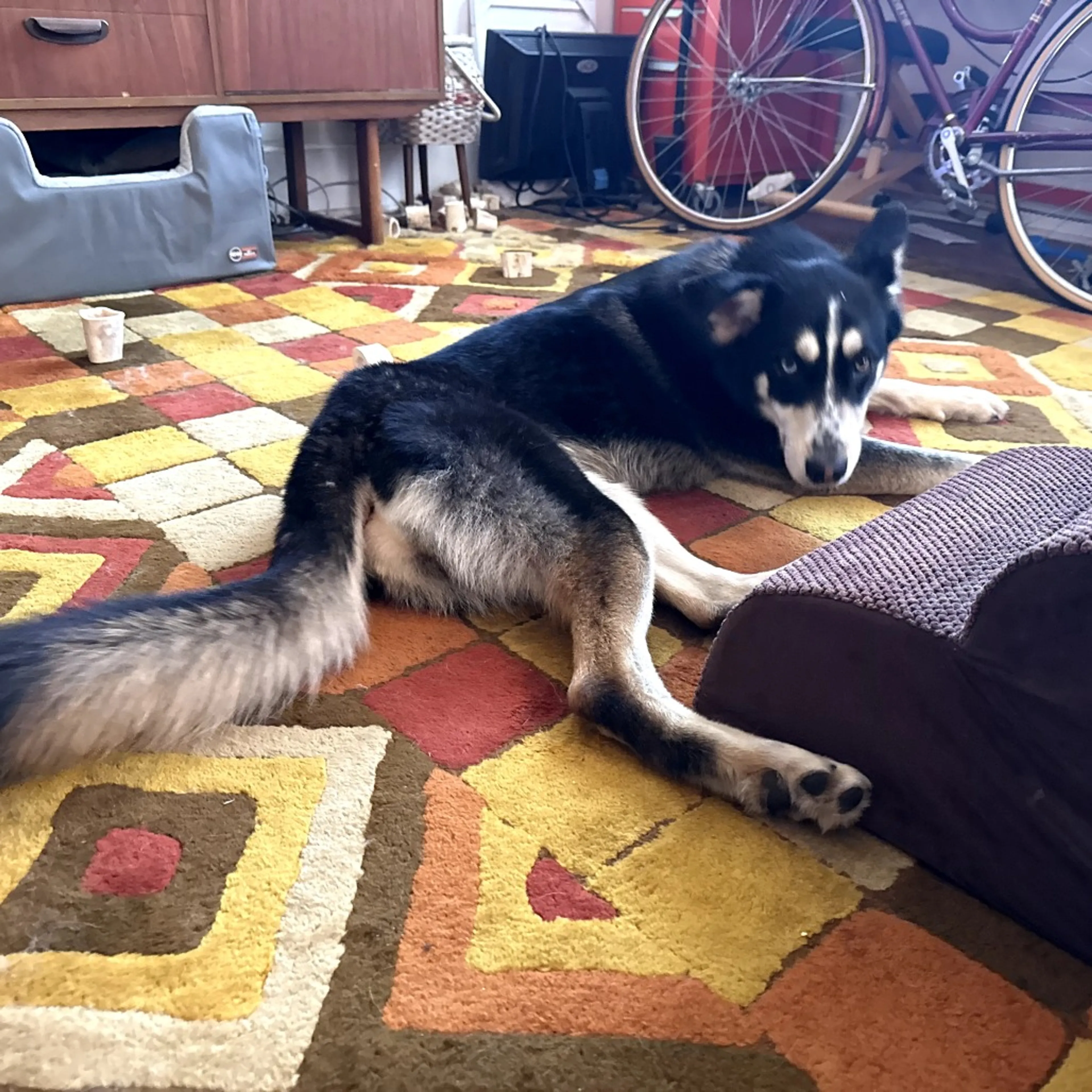 Found pet-2