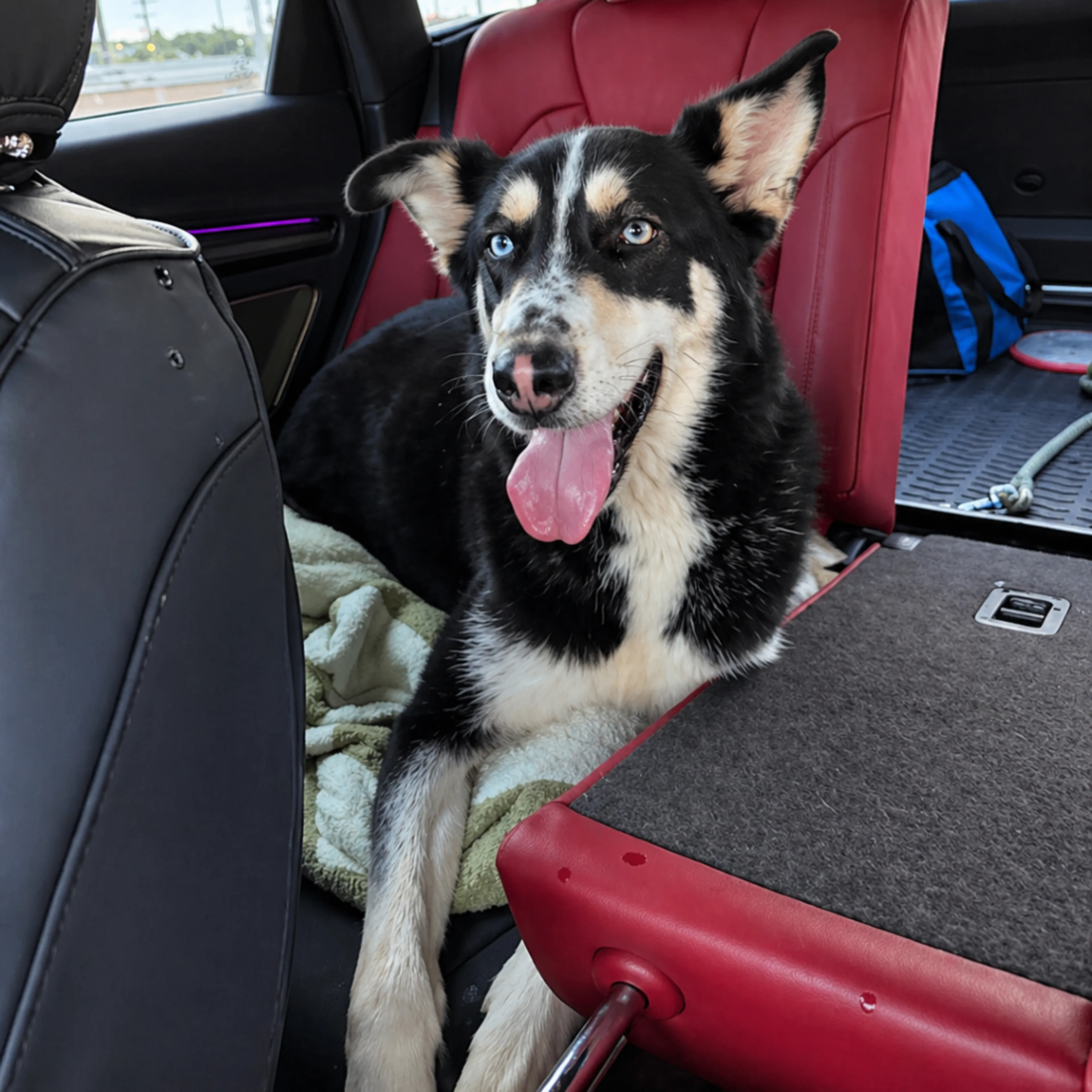 Found pet-1