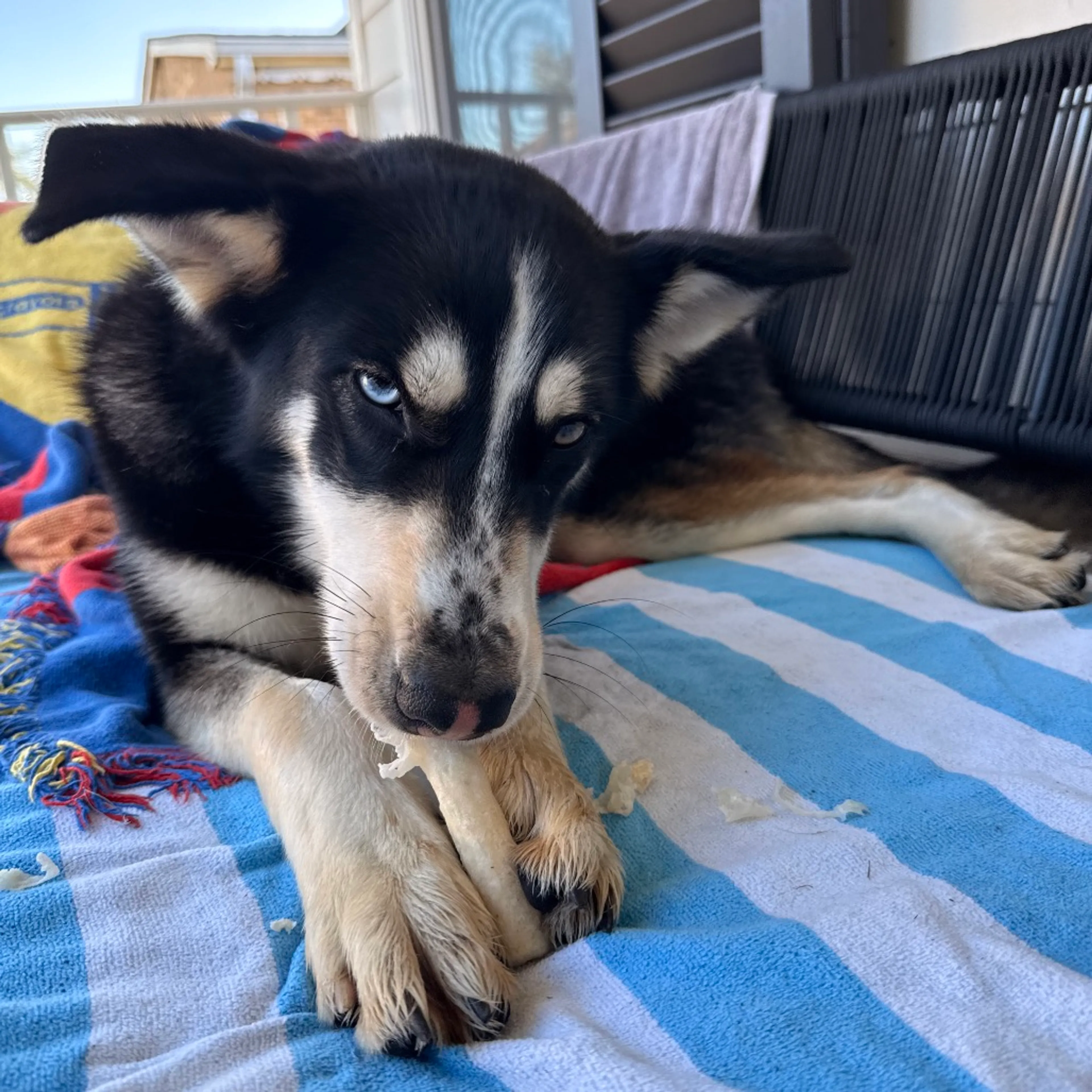 Found pet-4