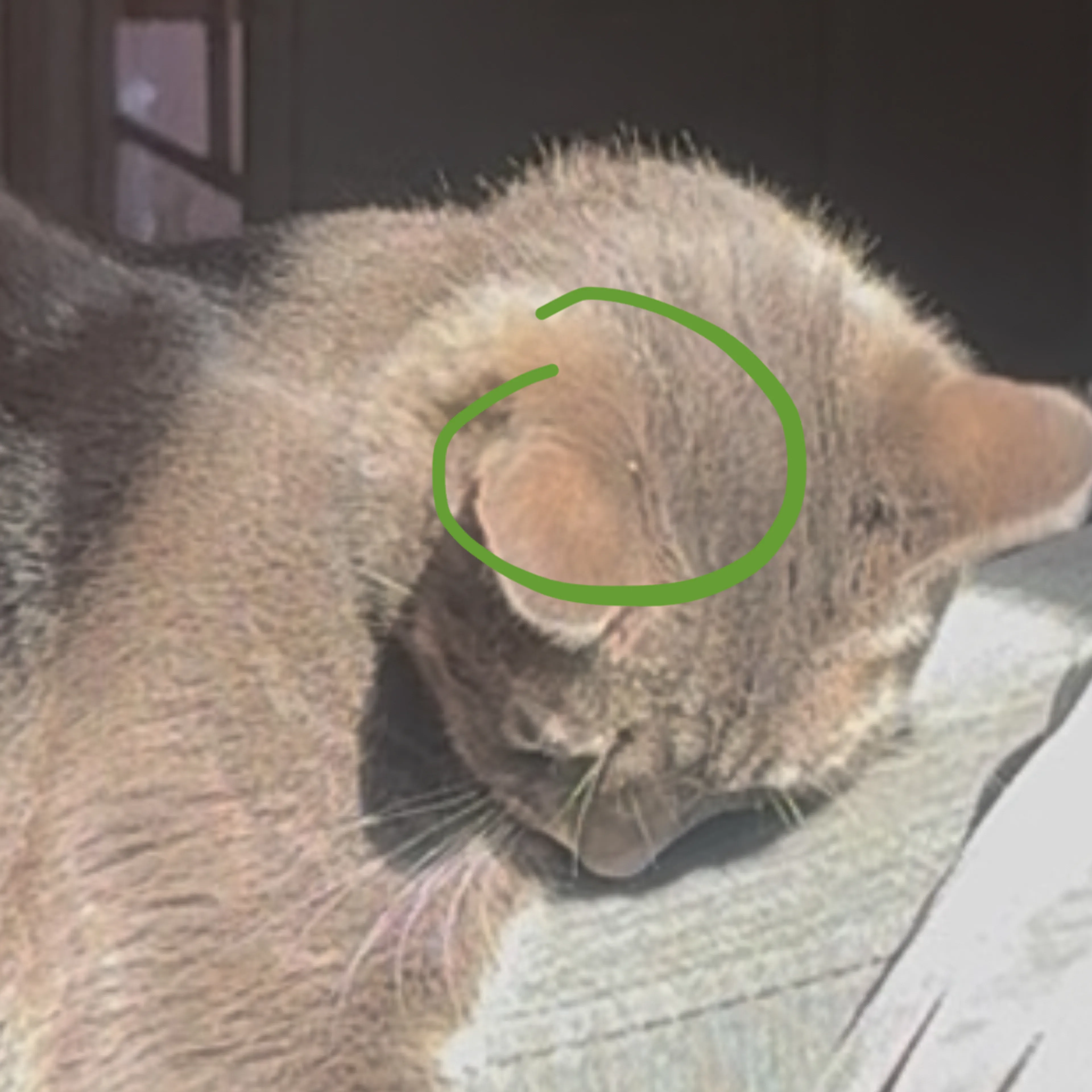 Lost pet-3