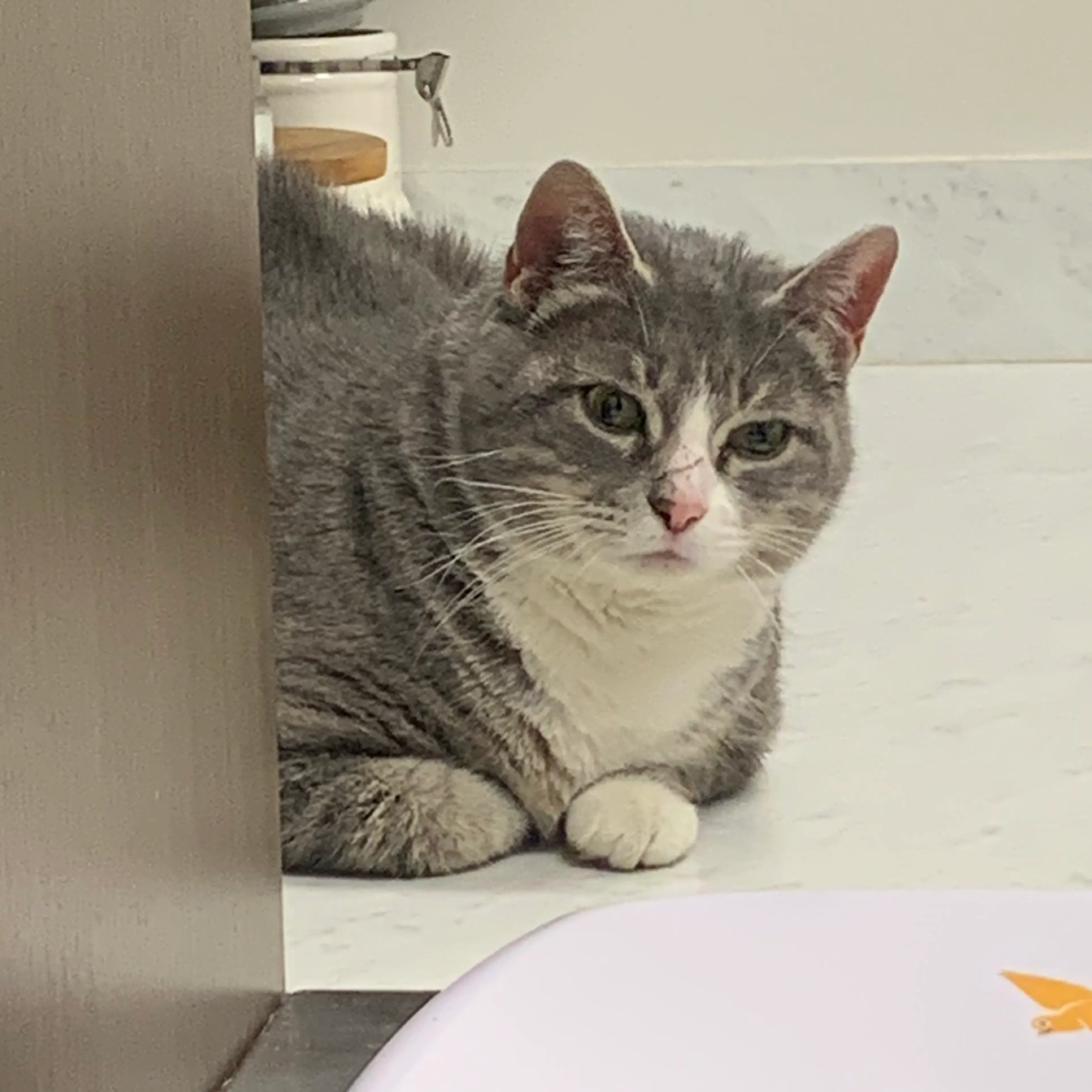 Found pet-0