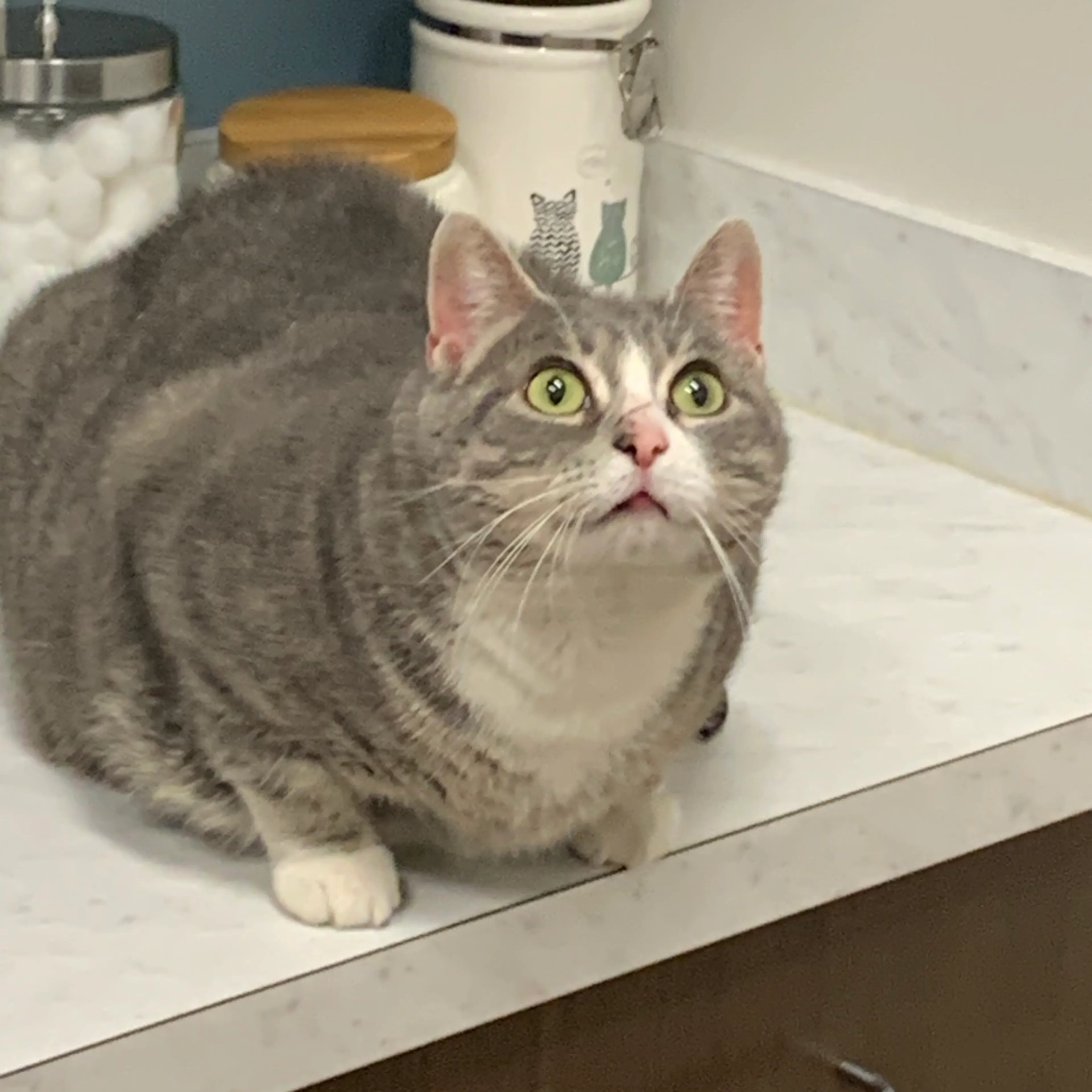 Found pet-1