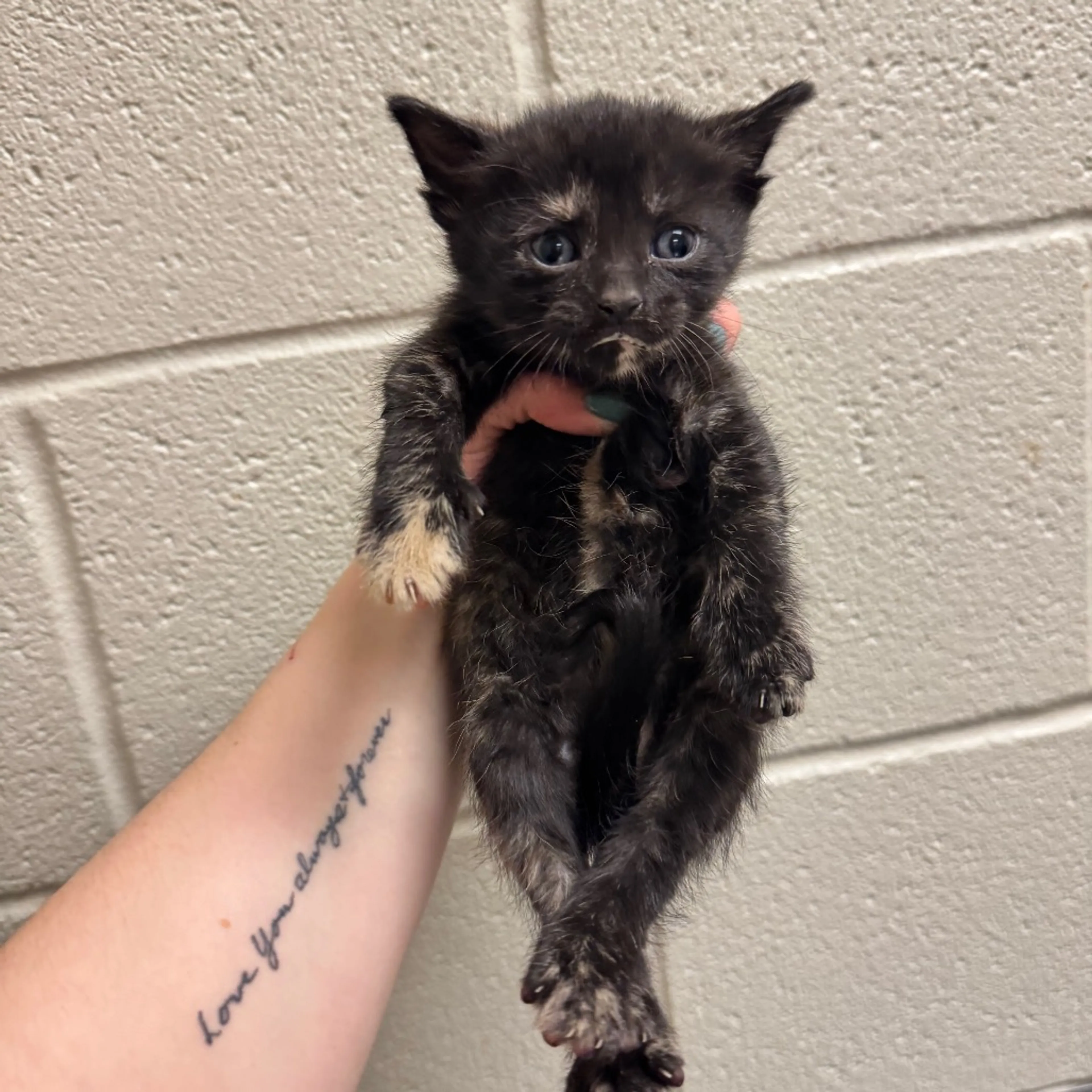 Found pet-2