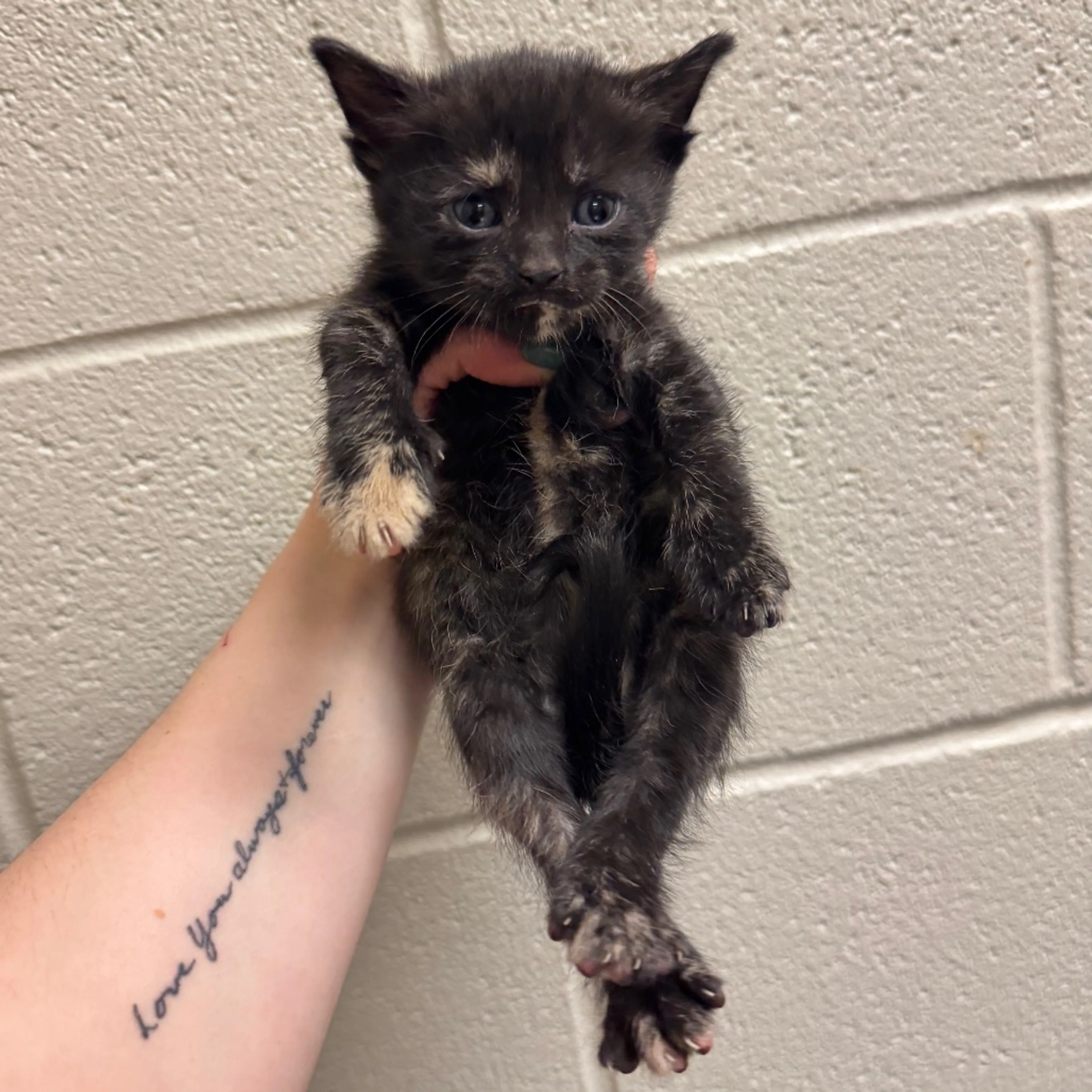 Found pet-0