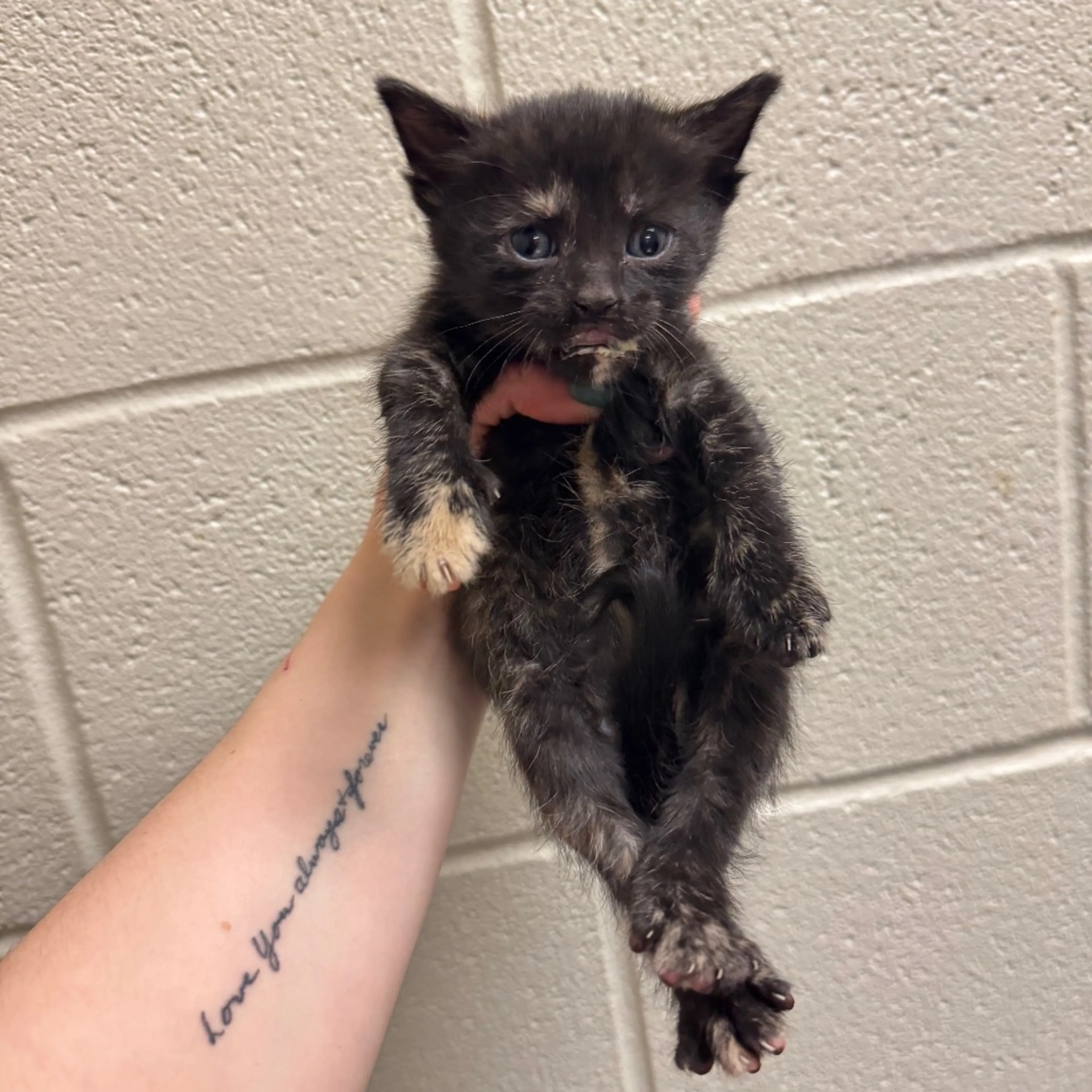 Found pet-1