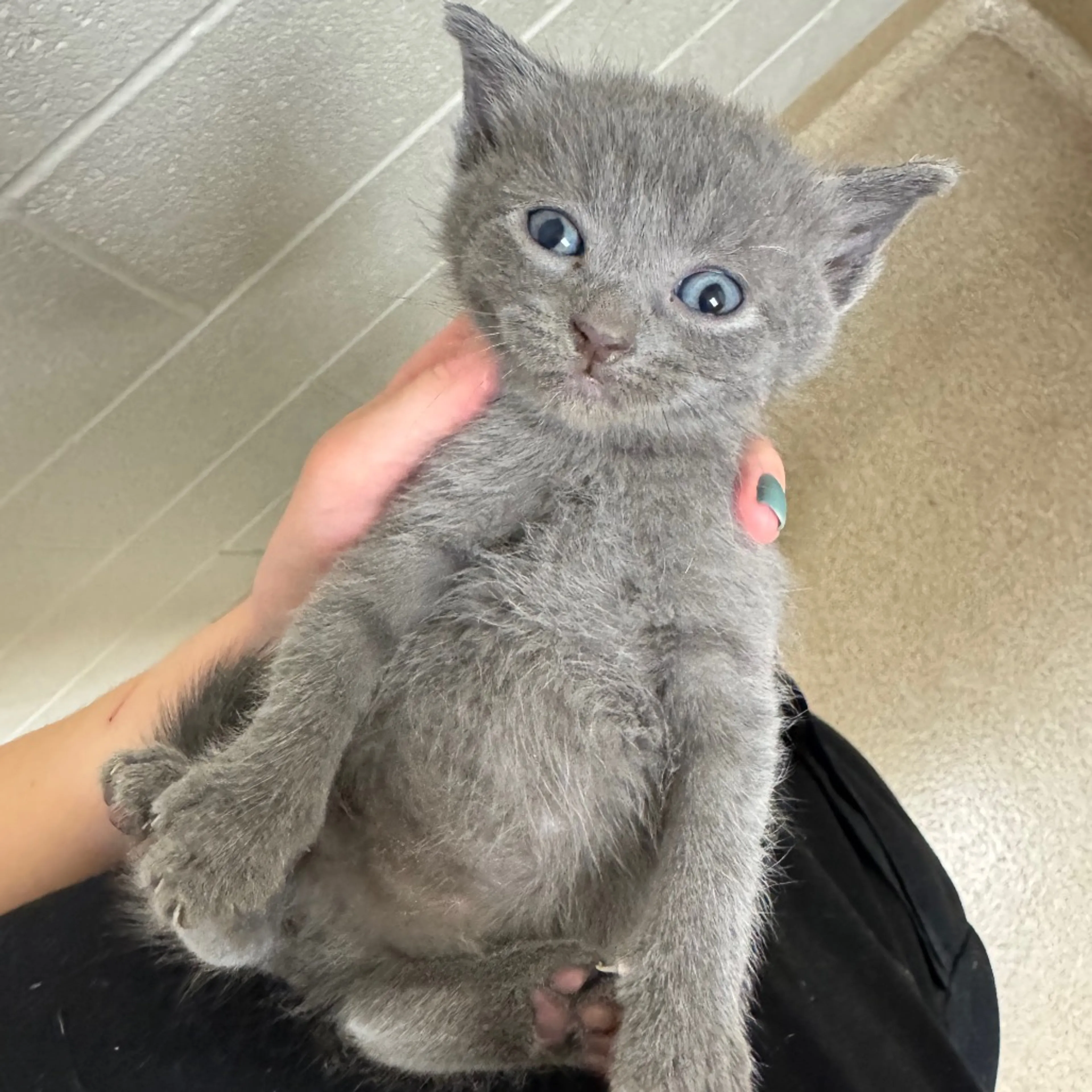 Found pet