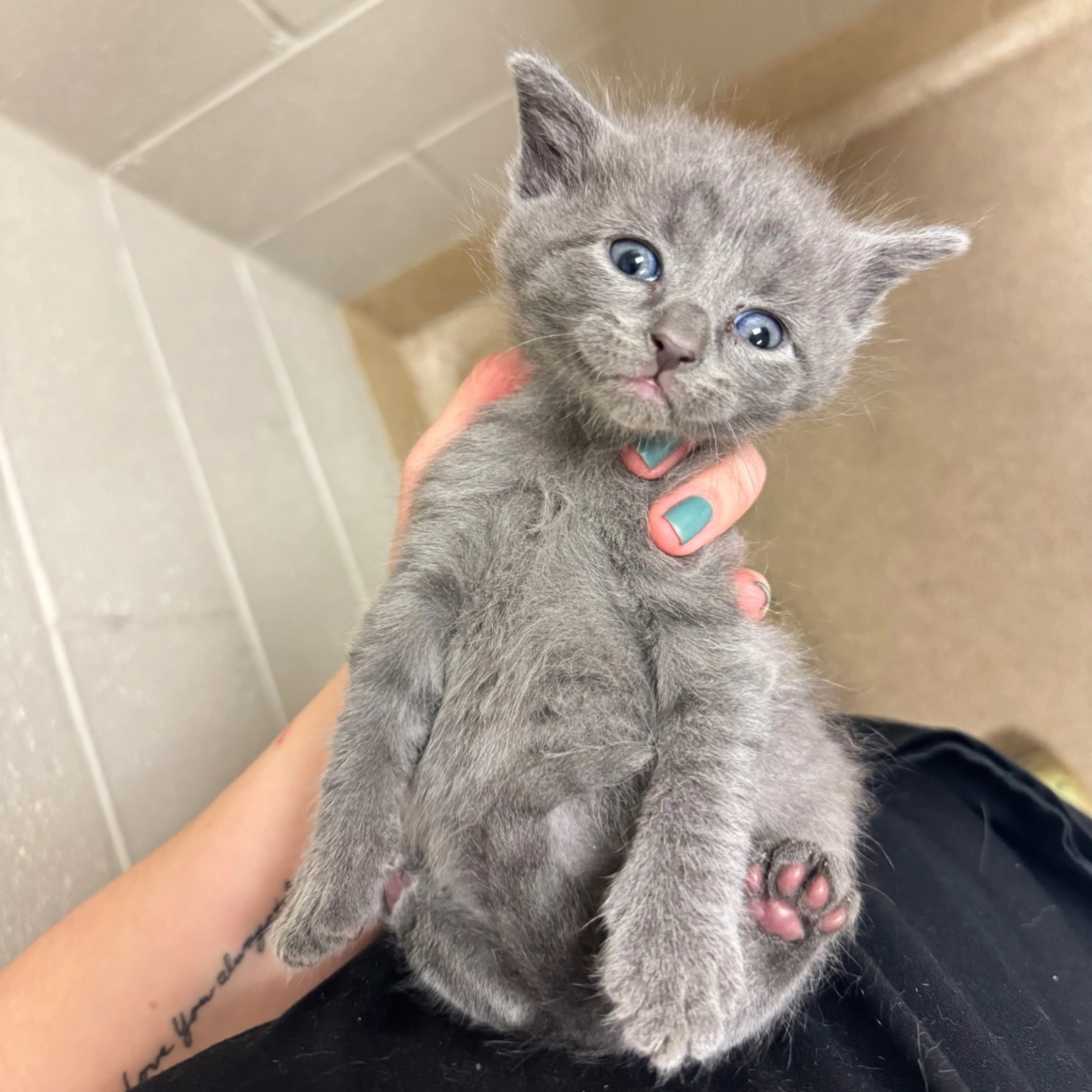 Found pet