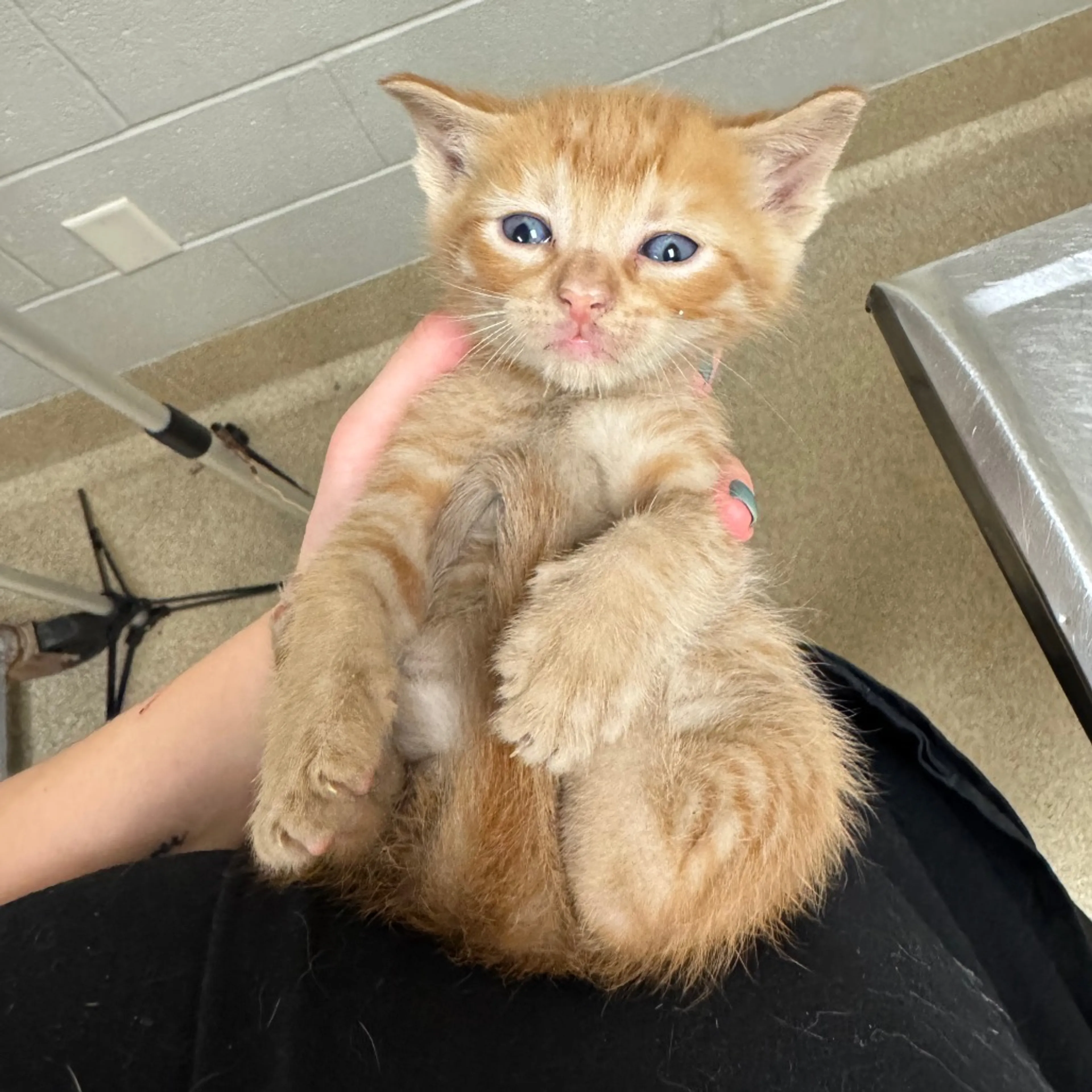 Found pet