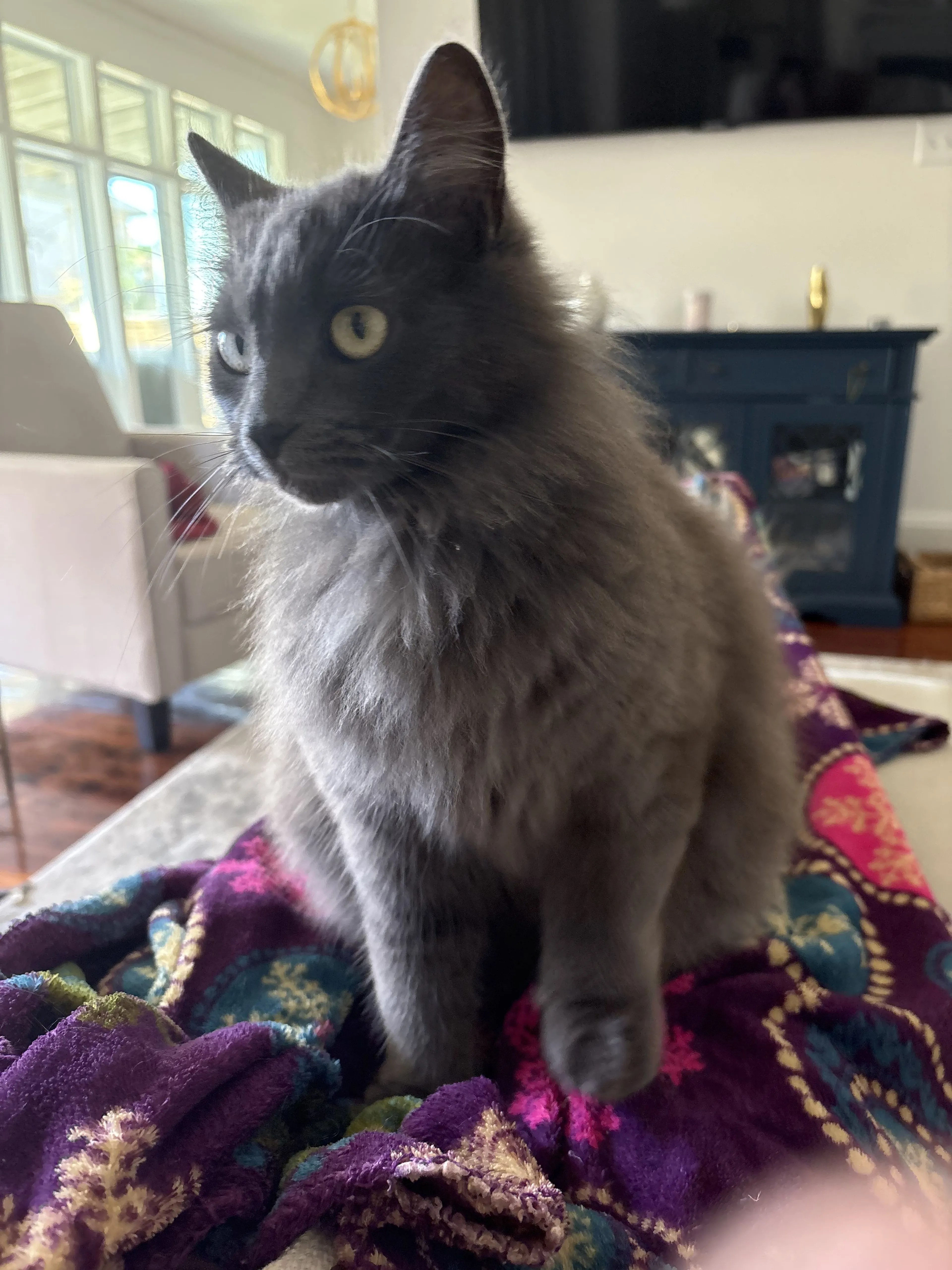 Lost pet-0