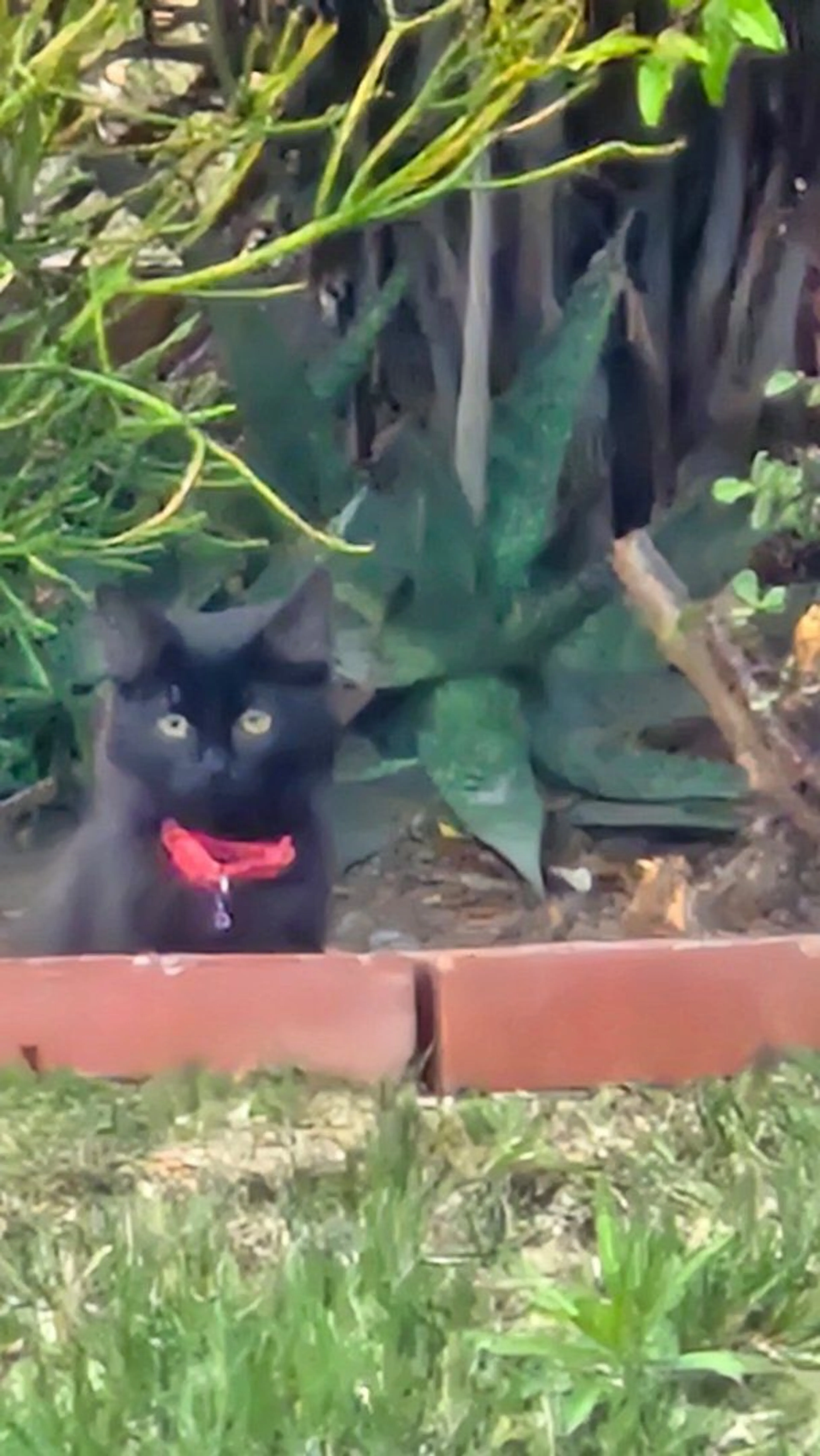 Lost pet-0