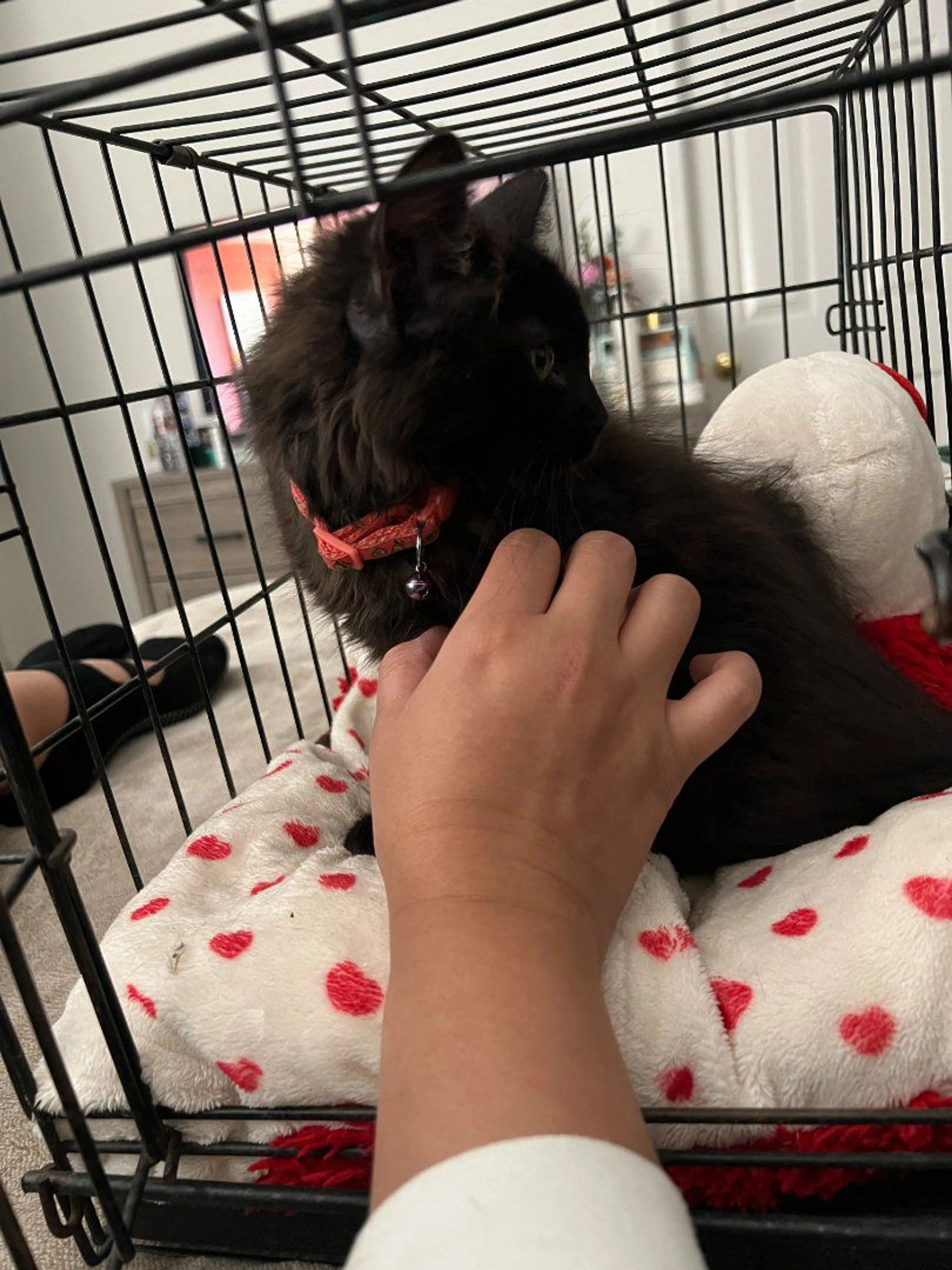 Lost pet-1