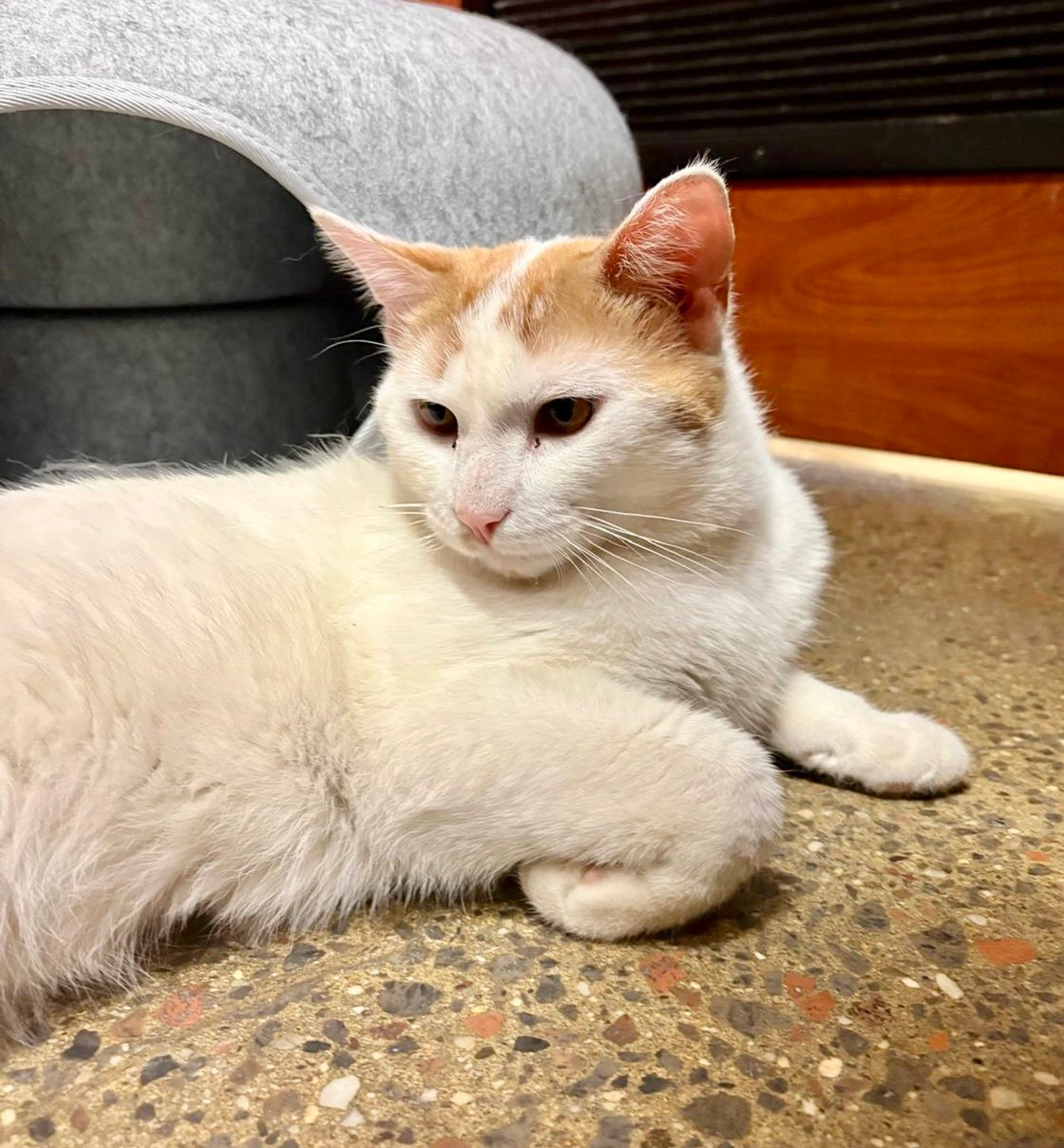 Found pet-1