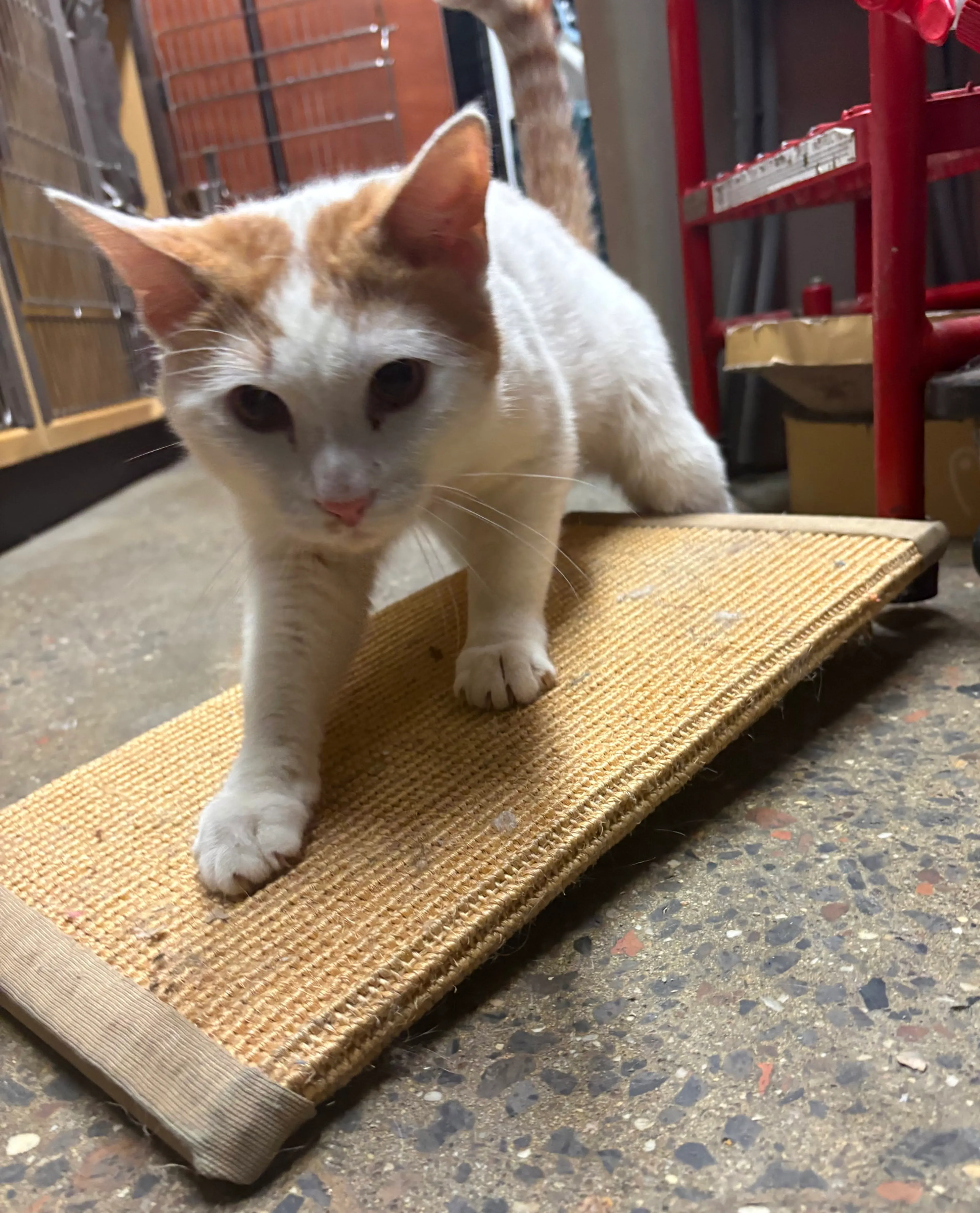 Found pet-2