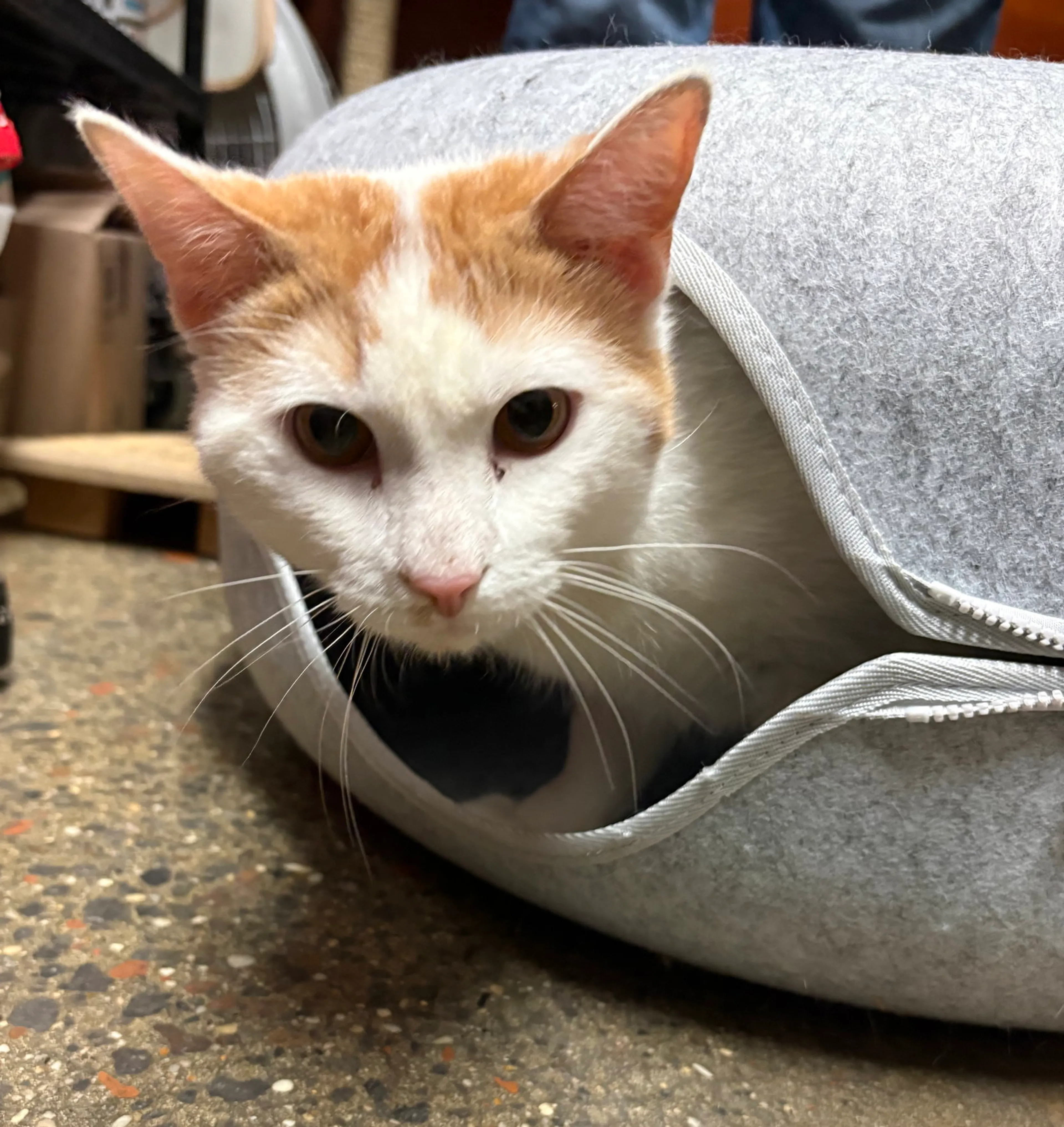 Found pet-3