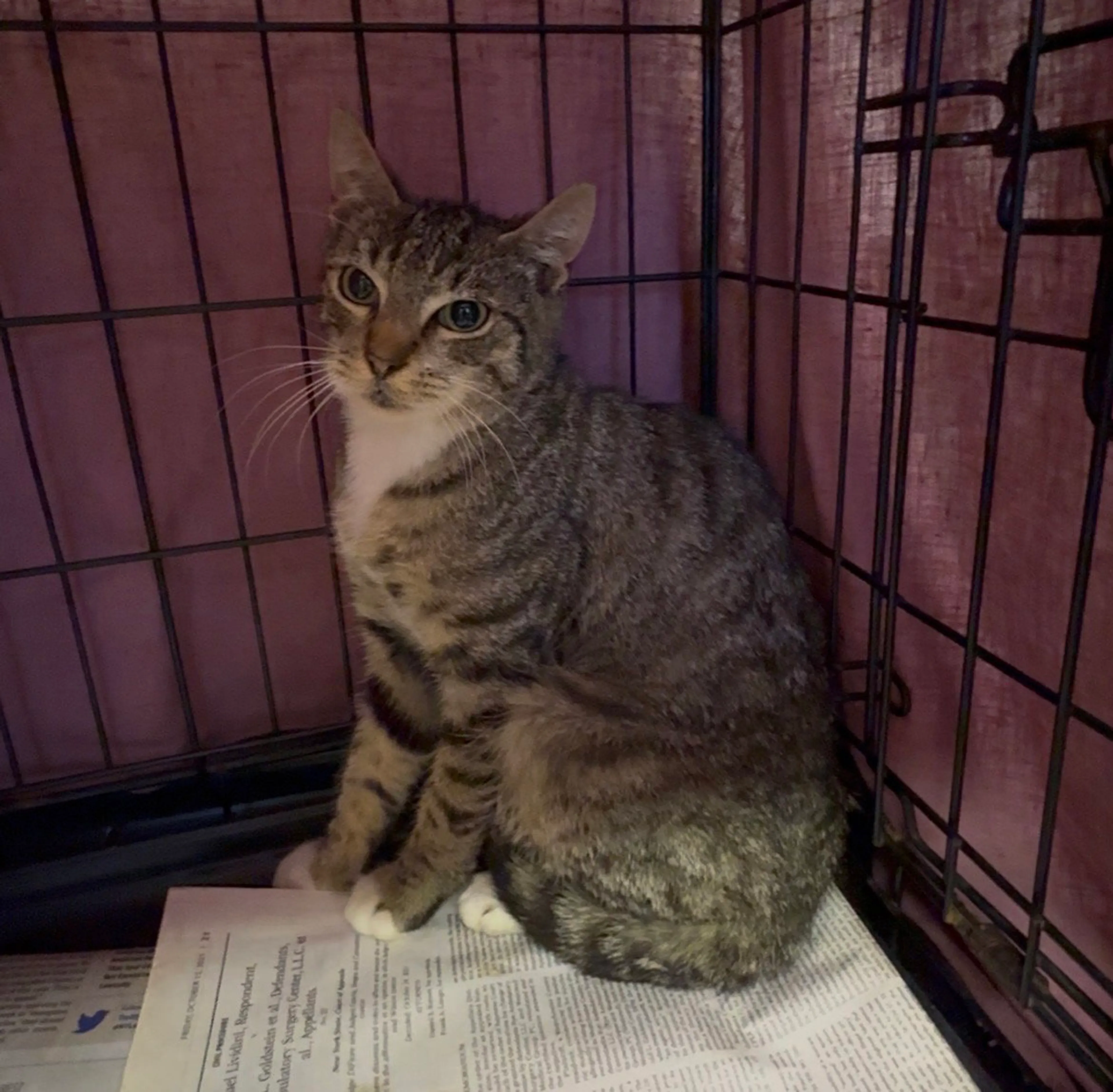 Found pet-3