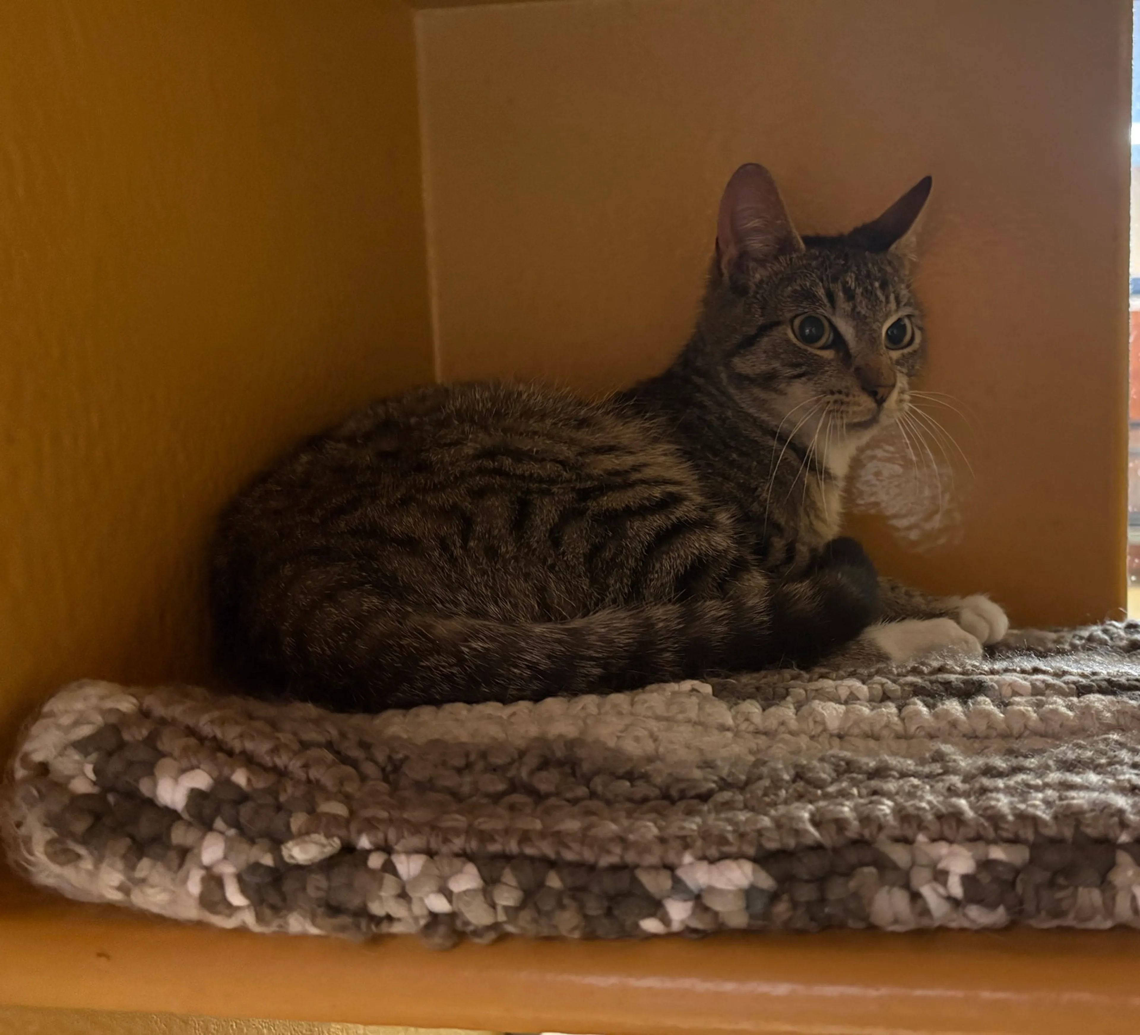 Found pet-2