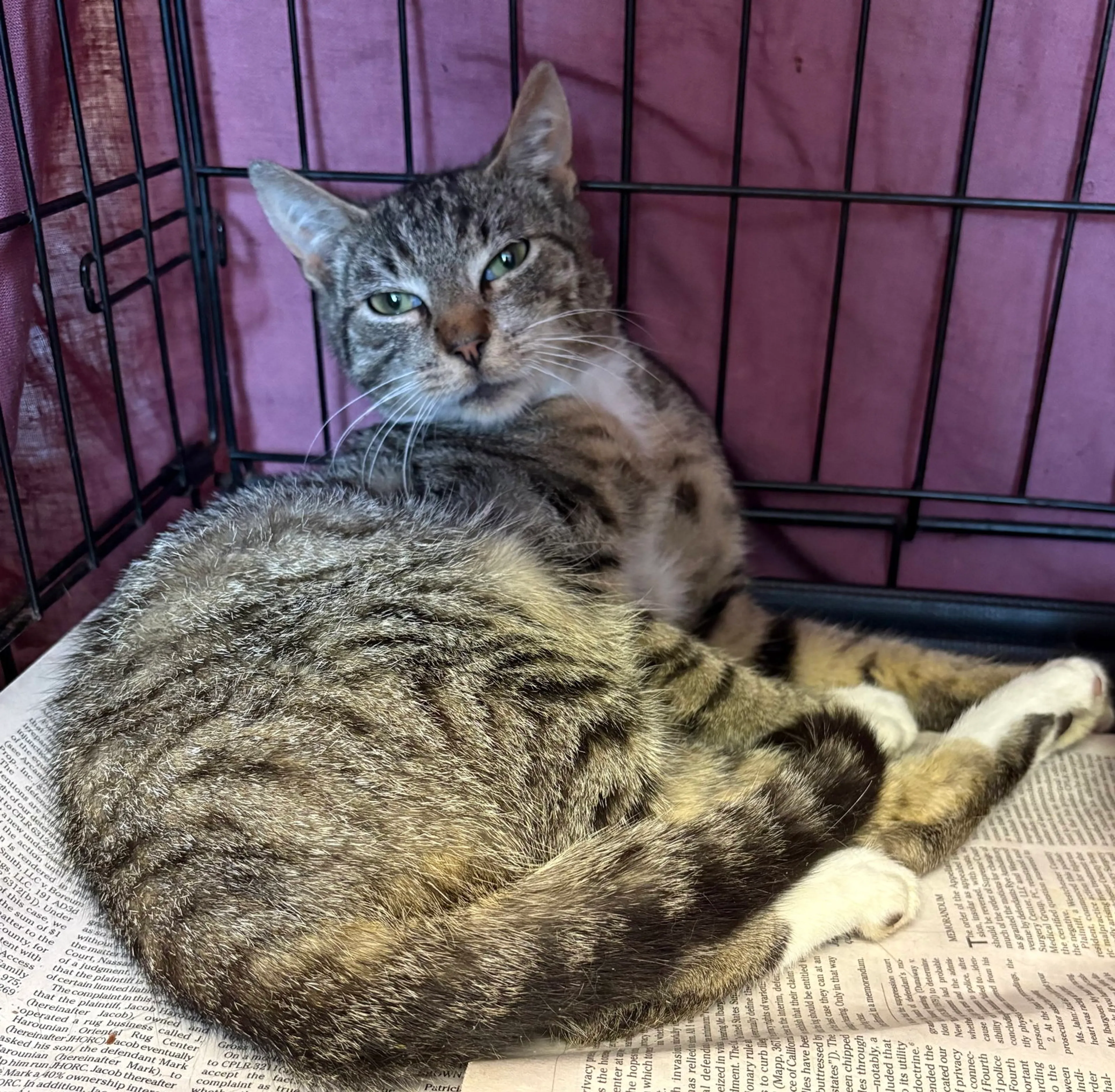 Found pet-1