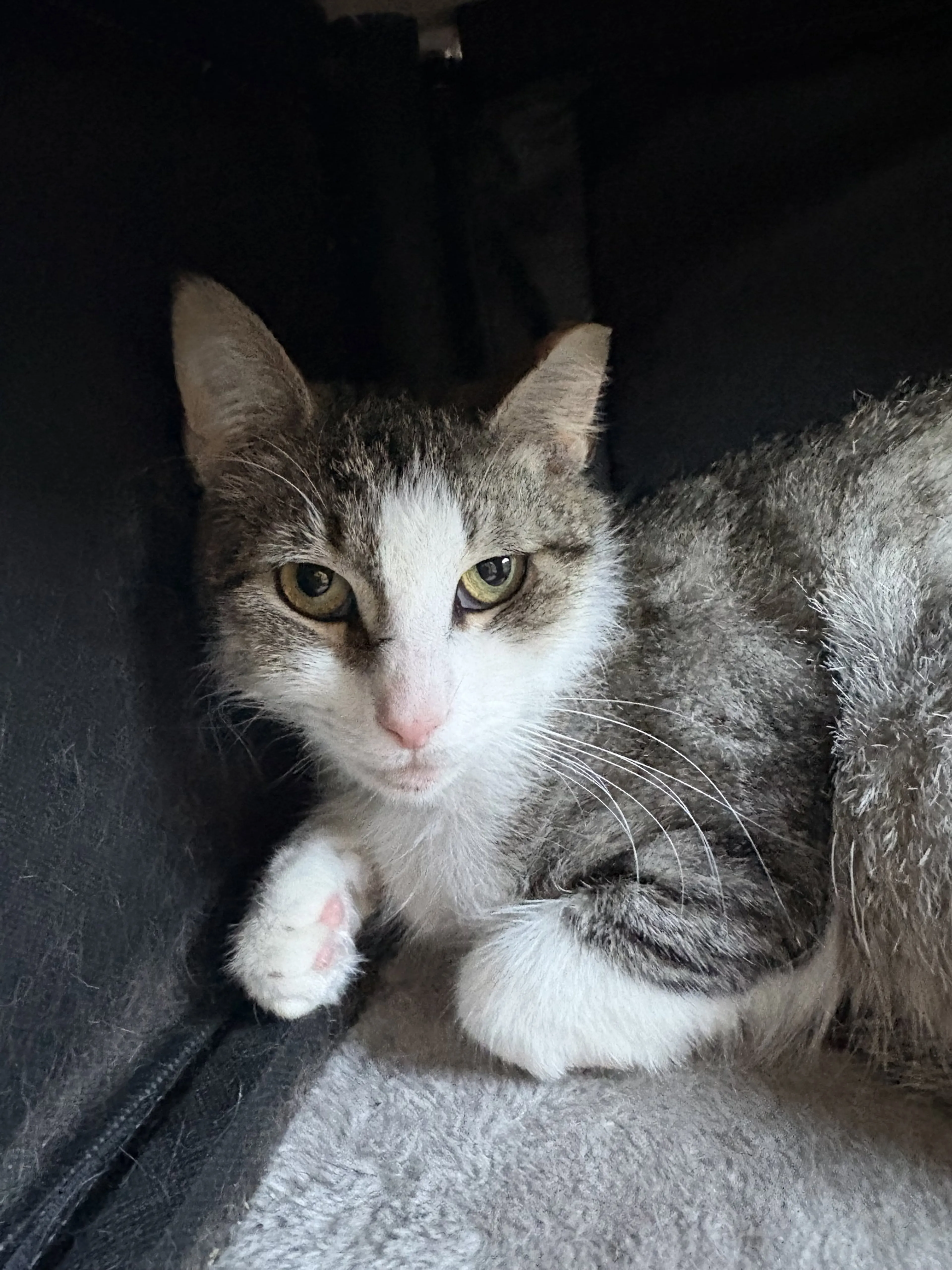 Found pet-1