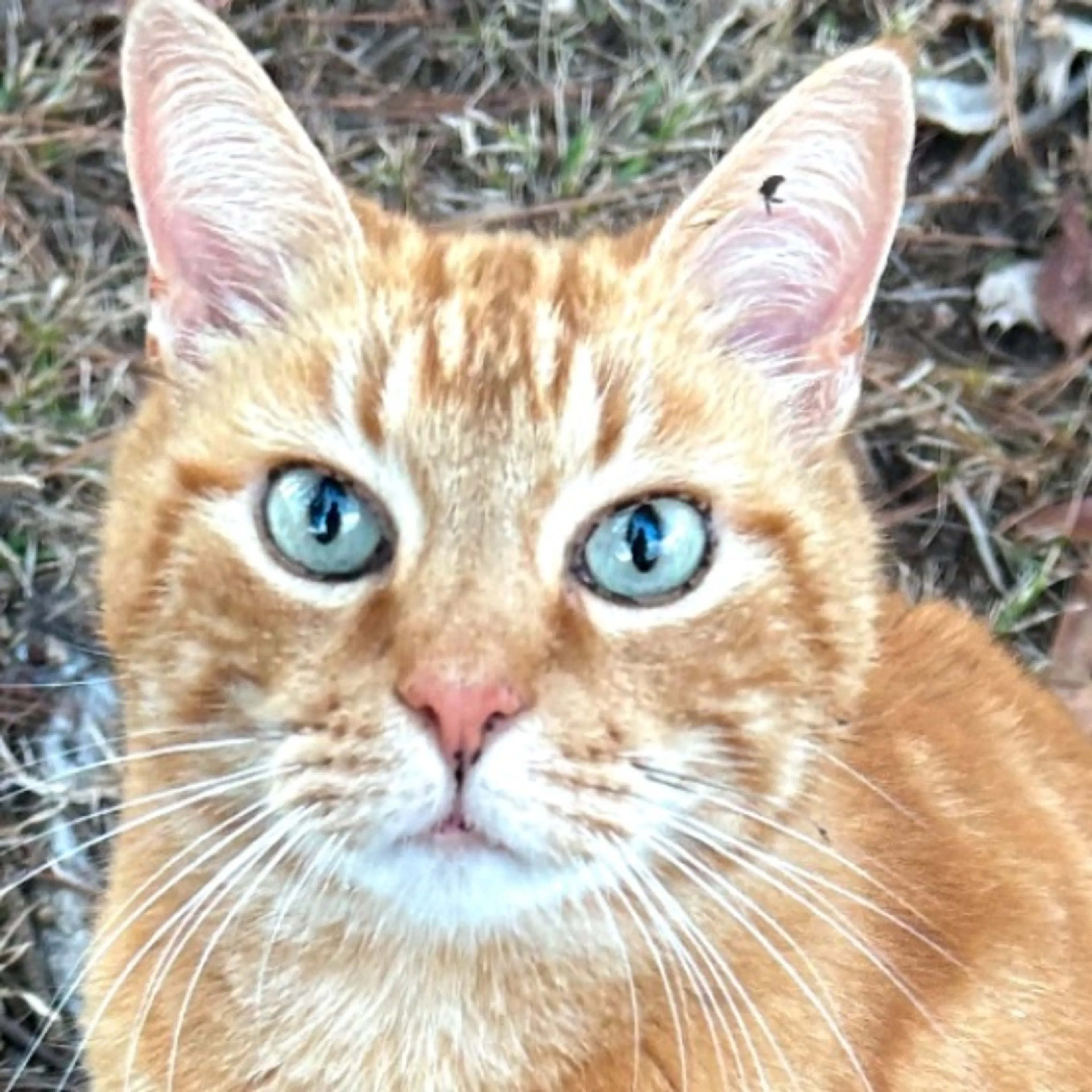 Lost pet