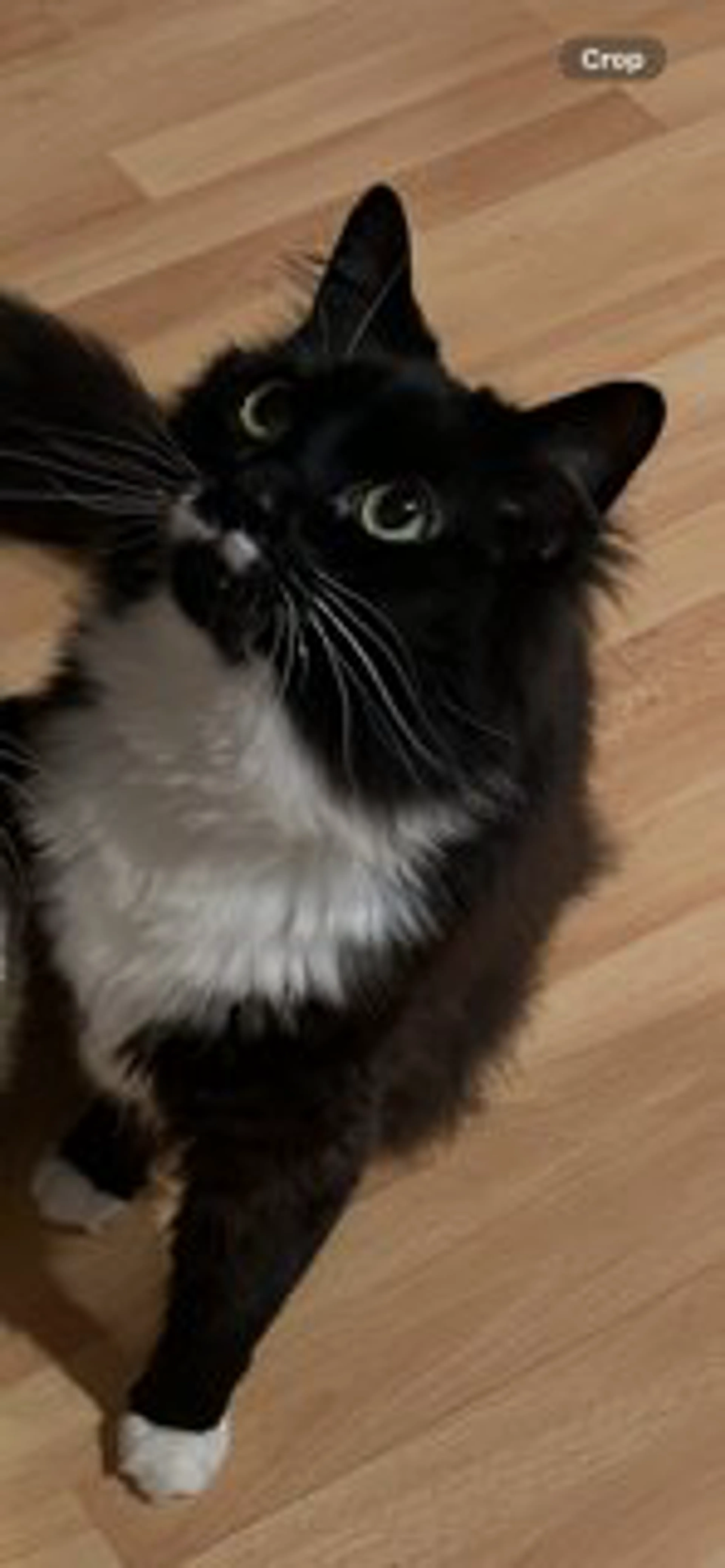 Lost pet-0