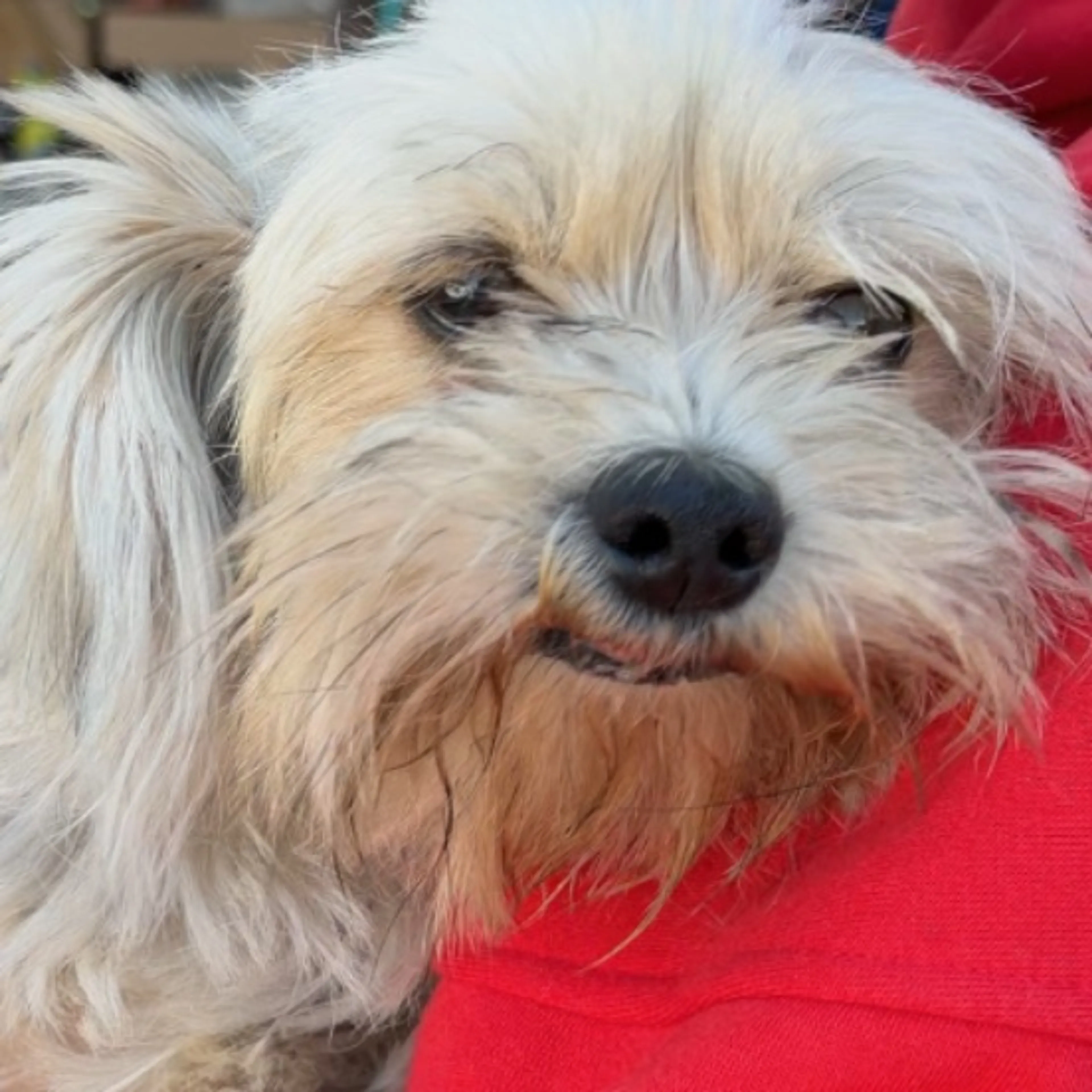 Lost pet-0