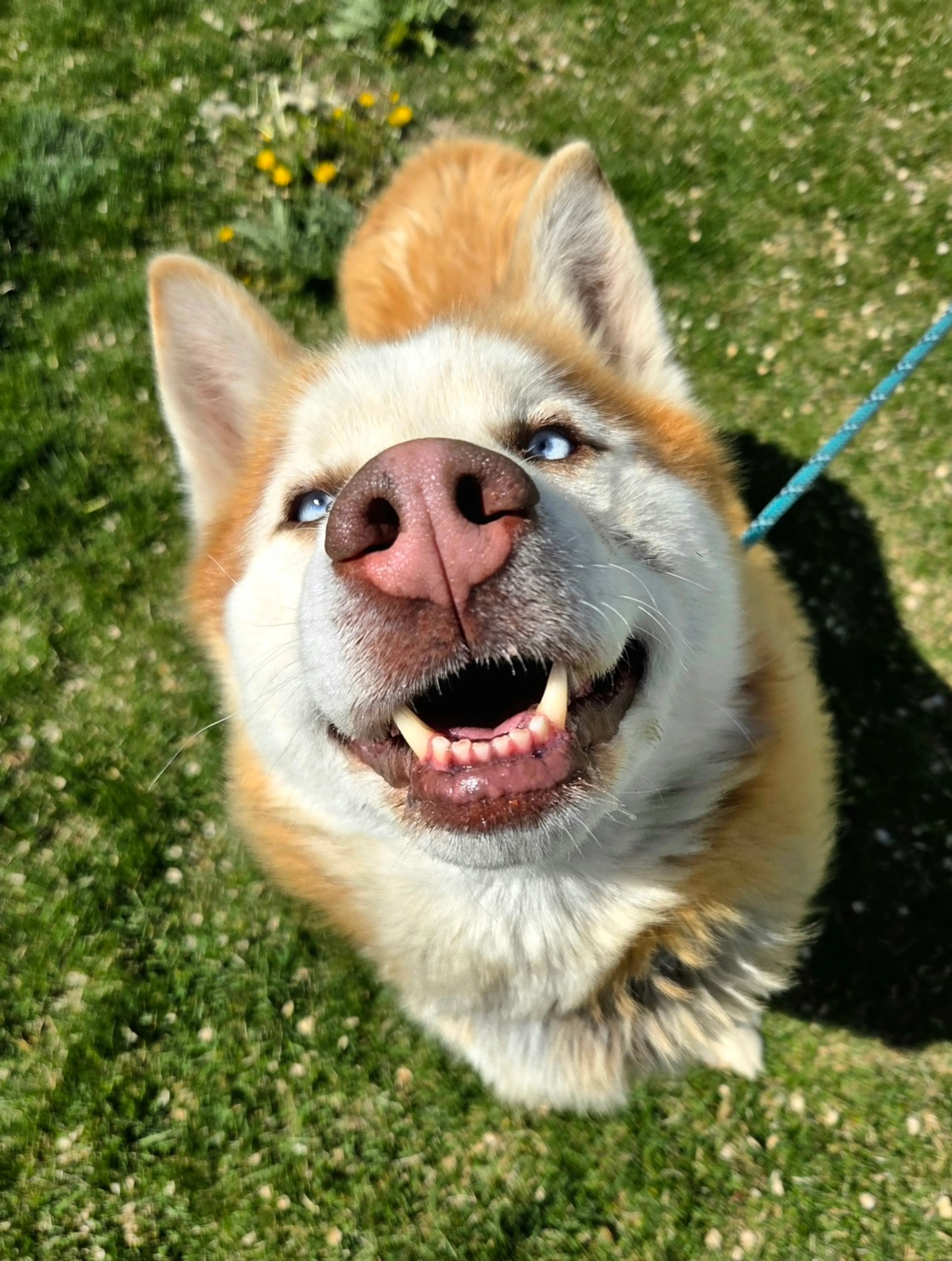 Found pet