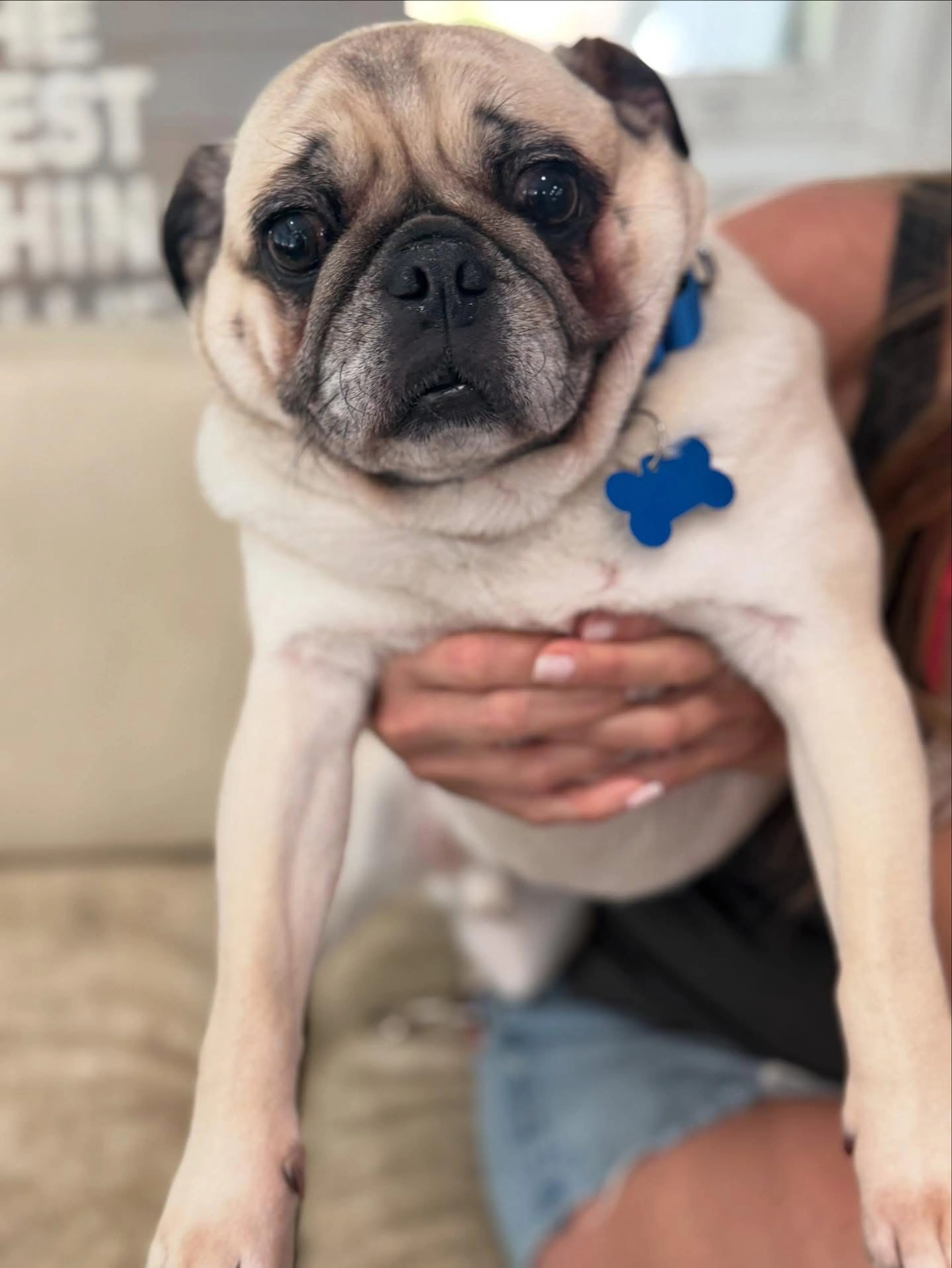 Lost pet