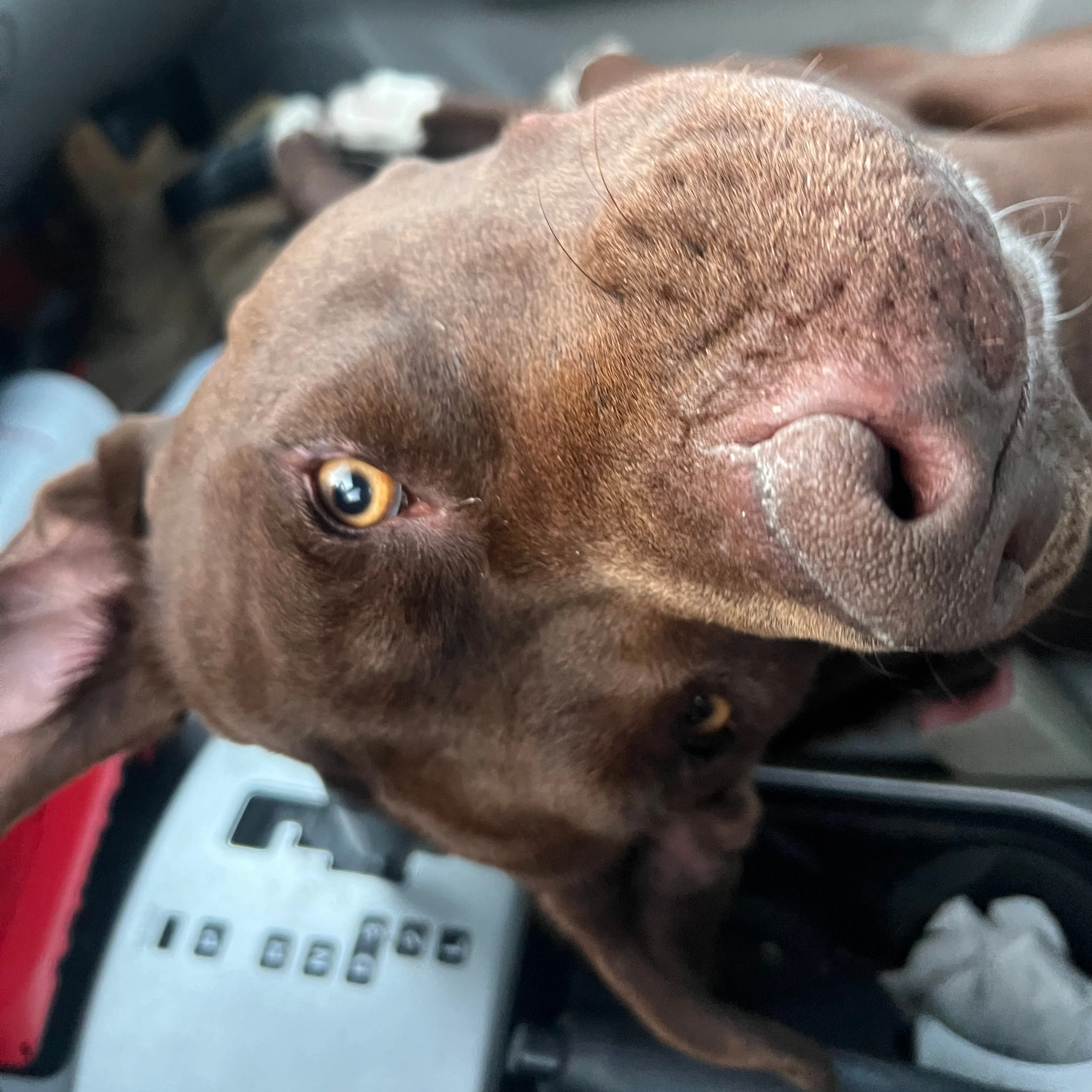 Found pet-2