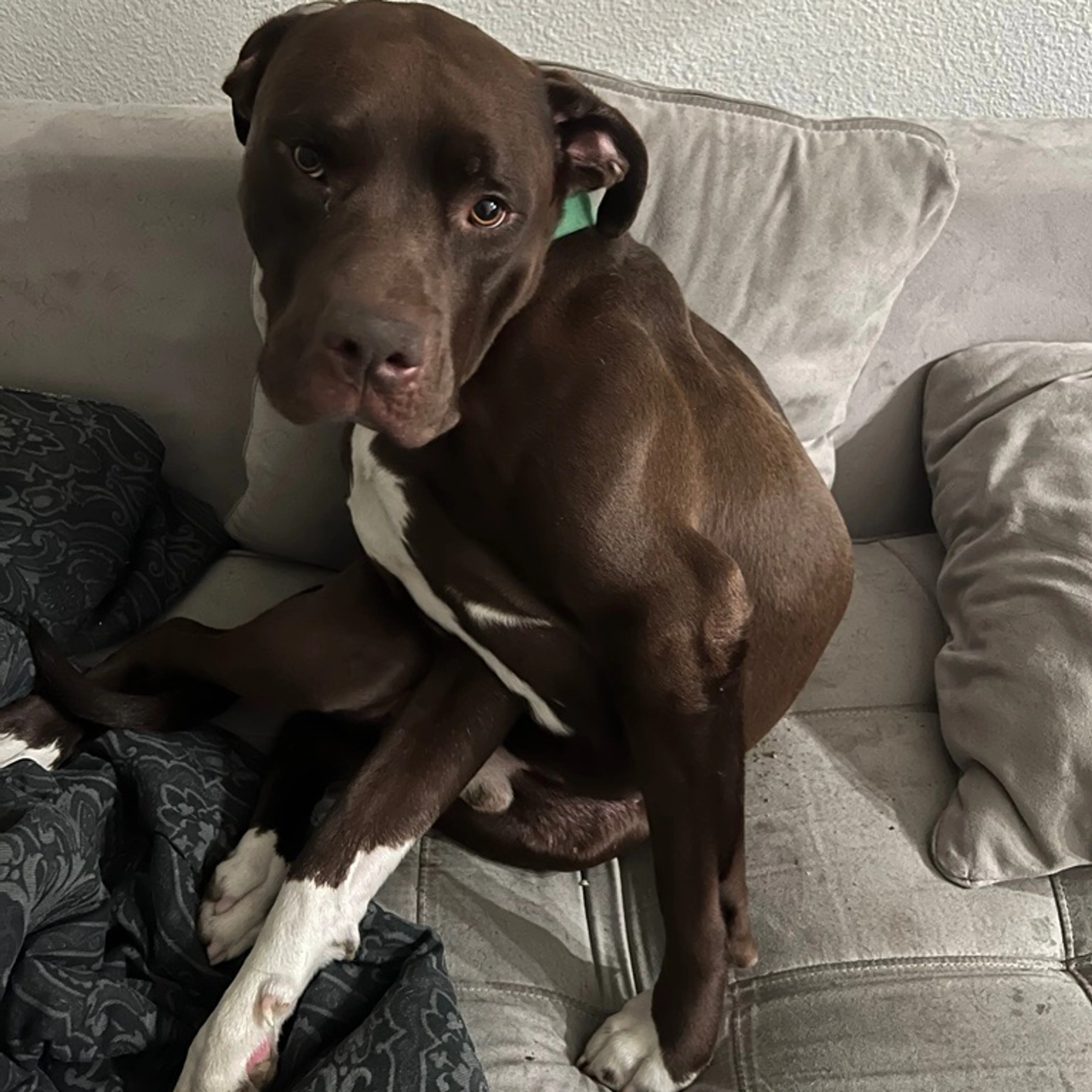Found pet-1