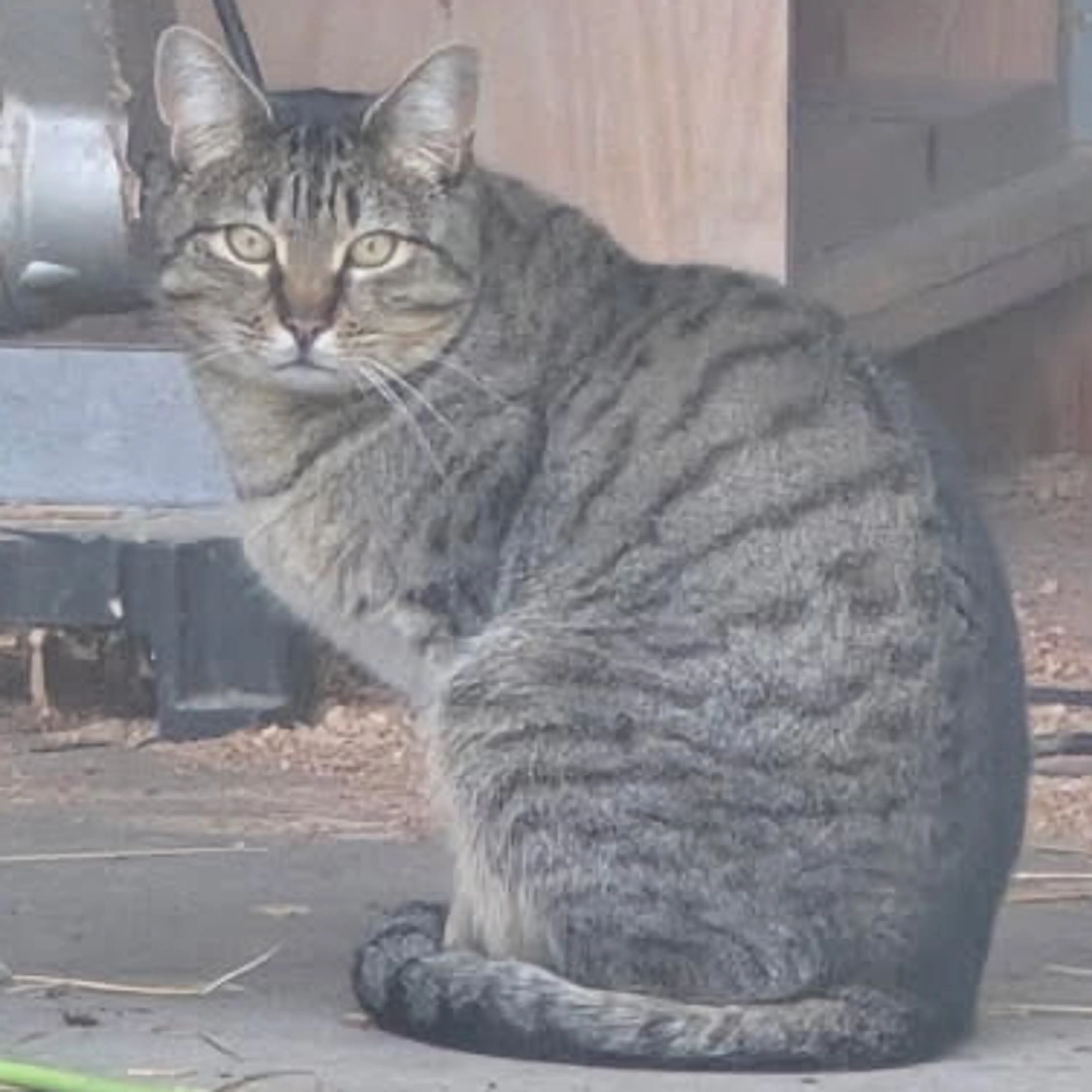 Found pet-1