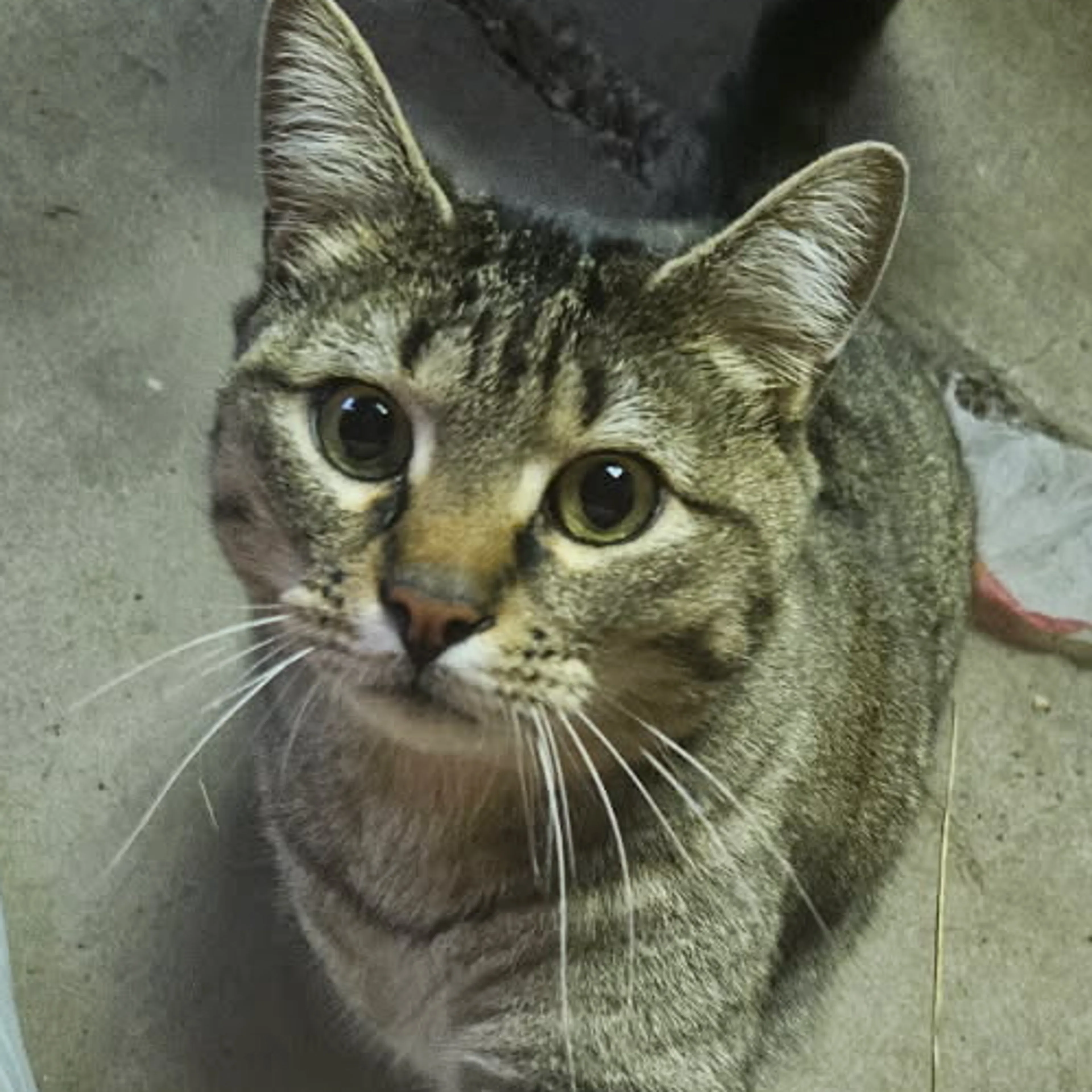 Found pet-2