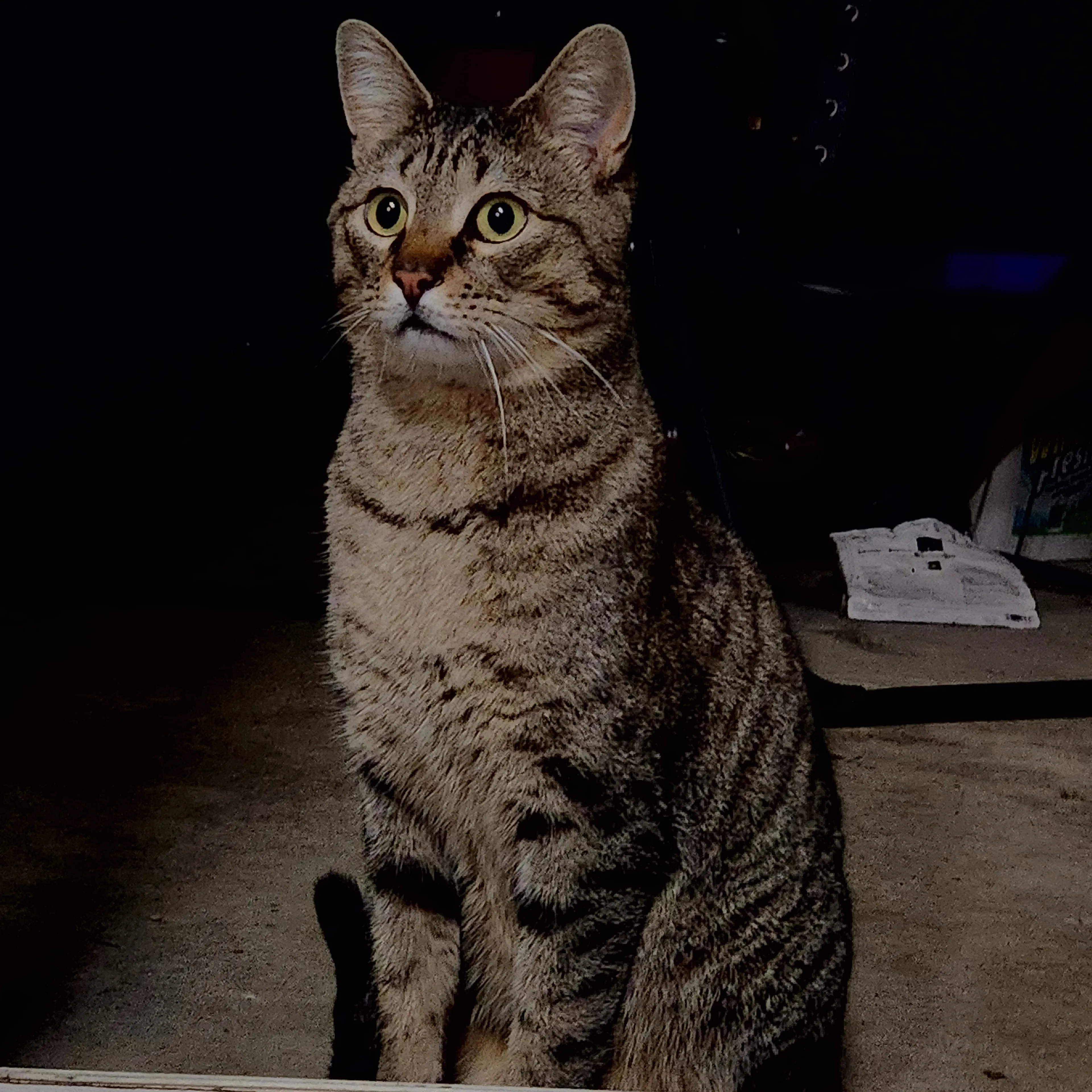 Found pet-0