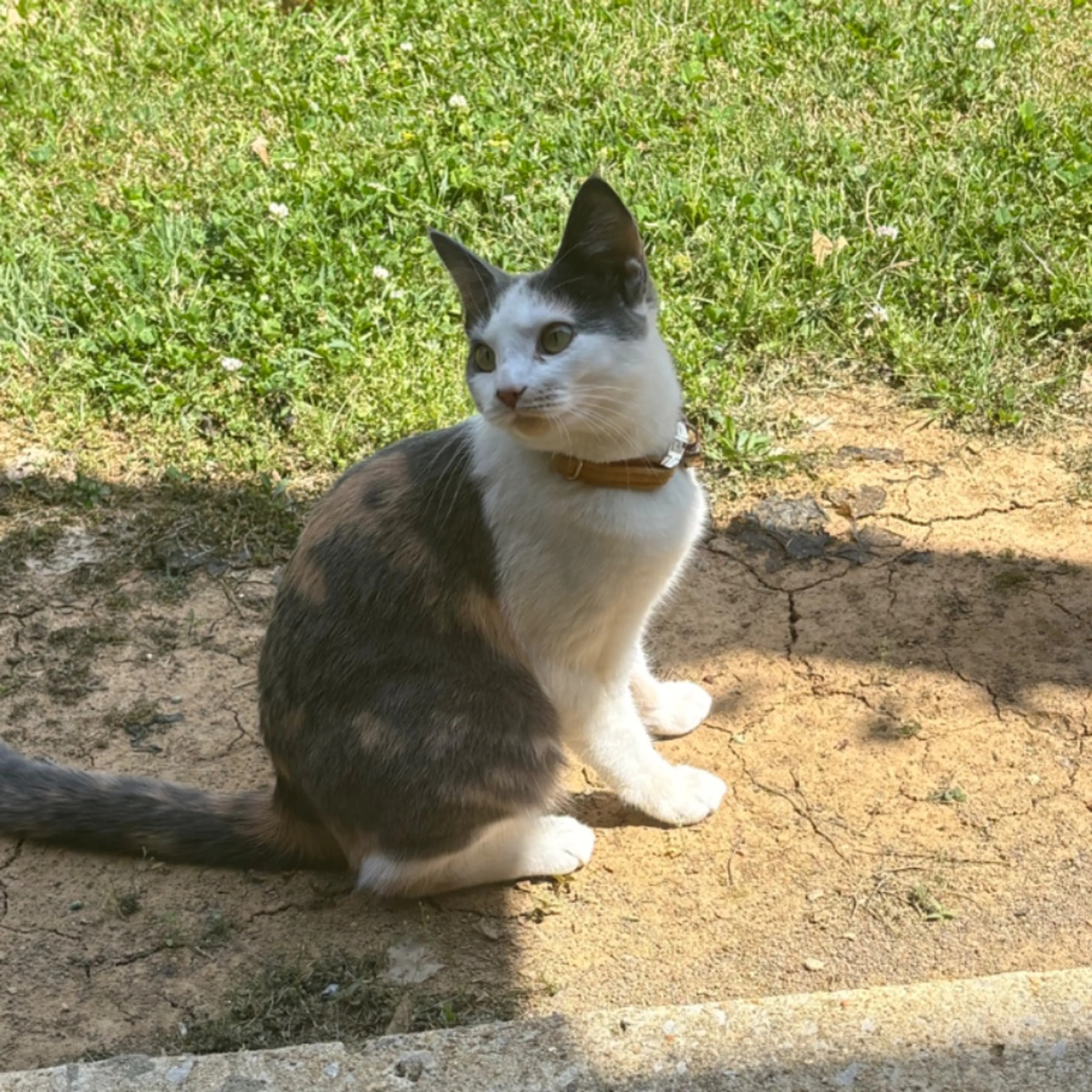 Lost pet