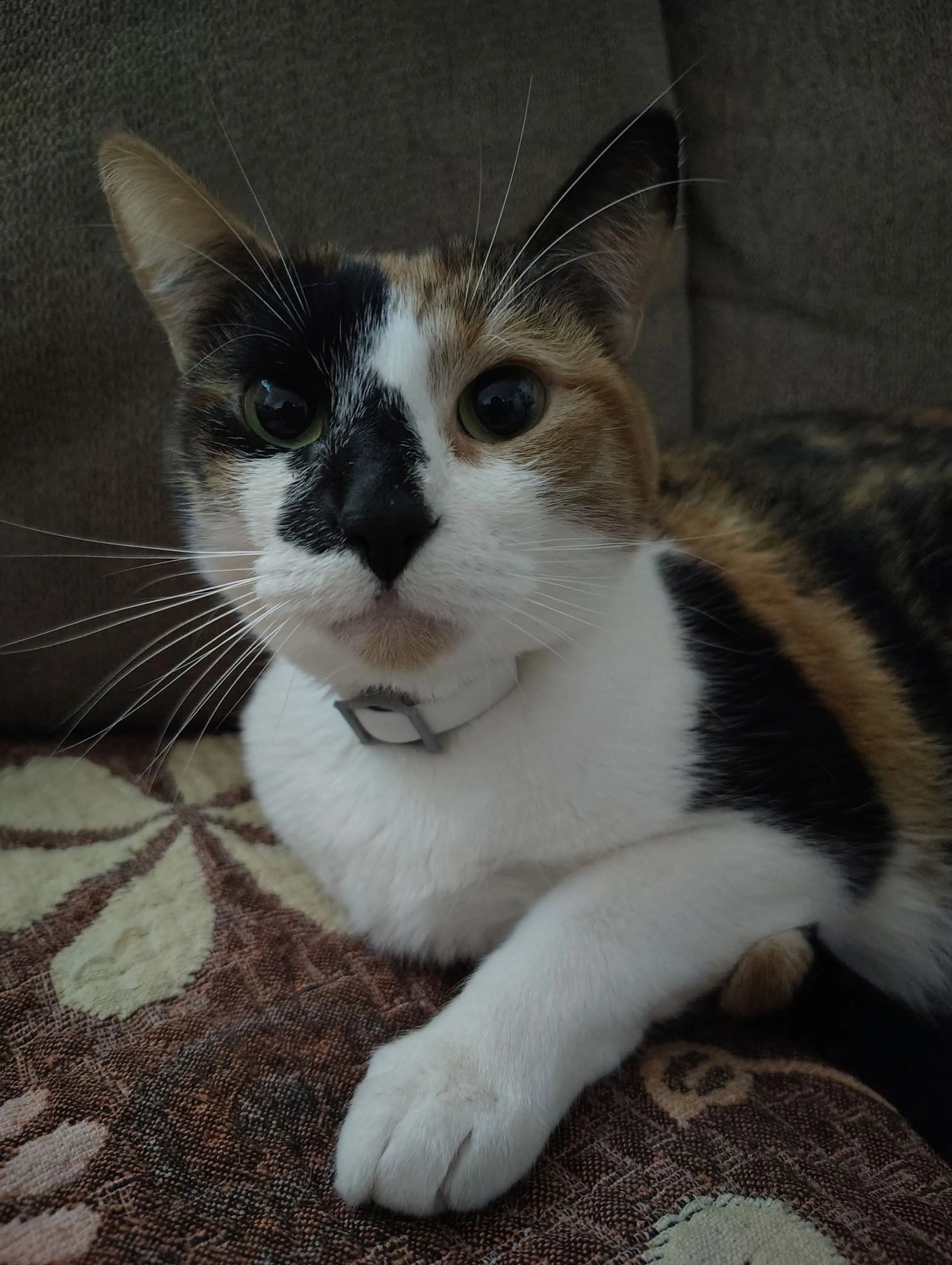 Lost pet-1