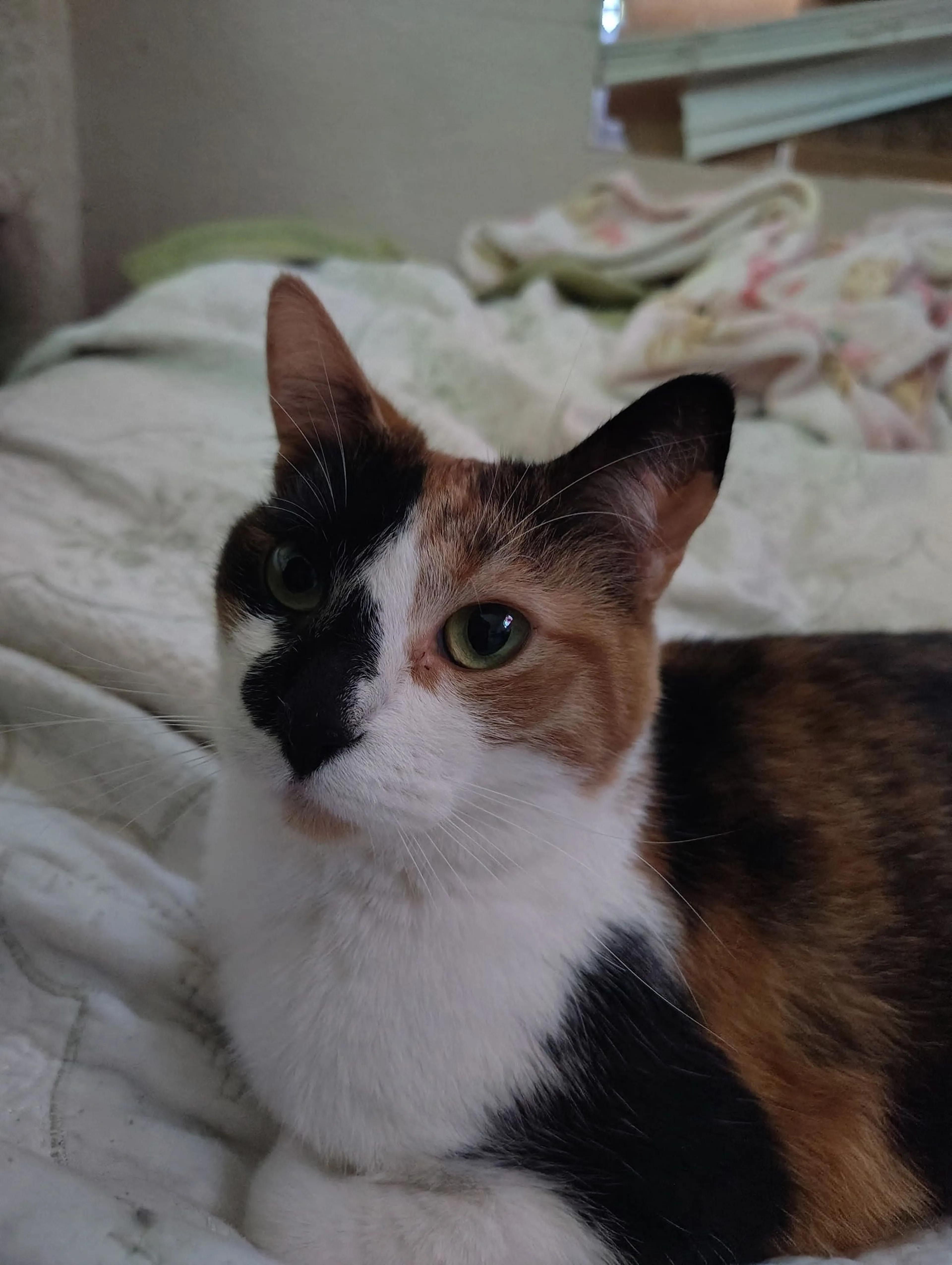 Lost pet-4
