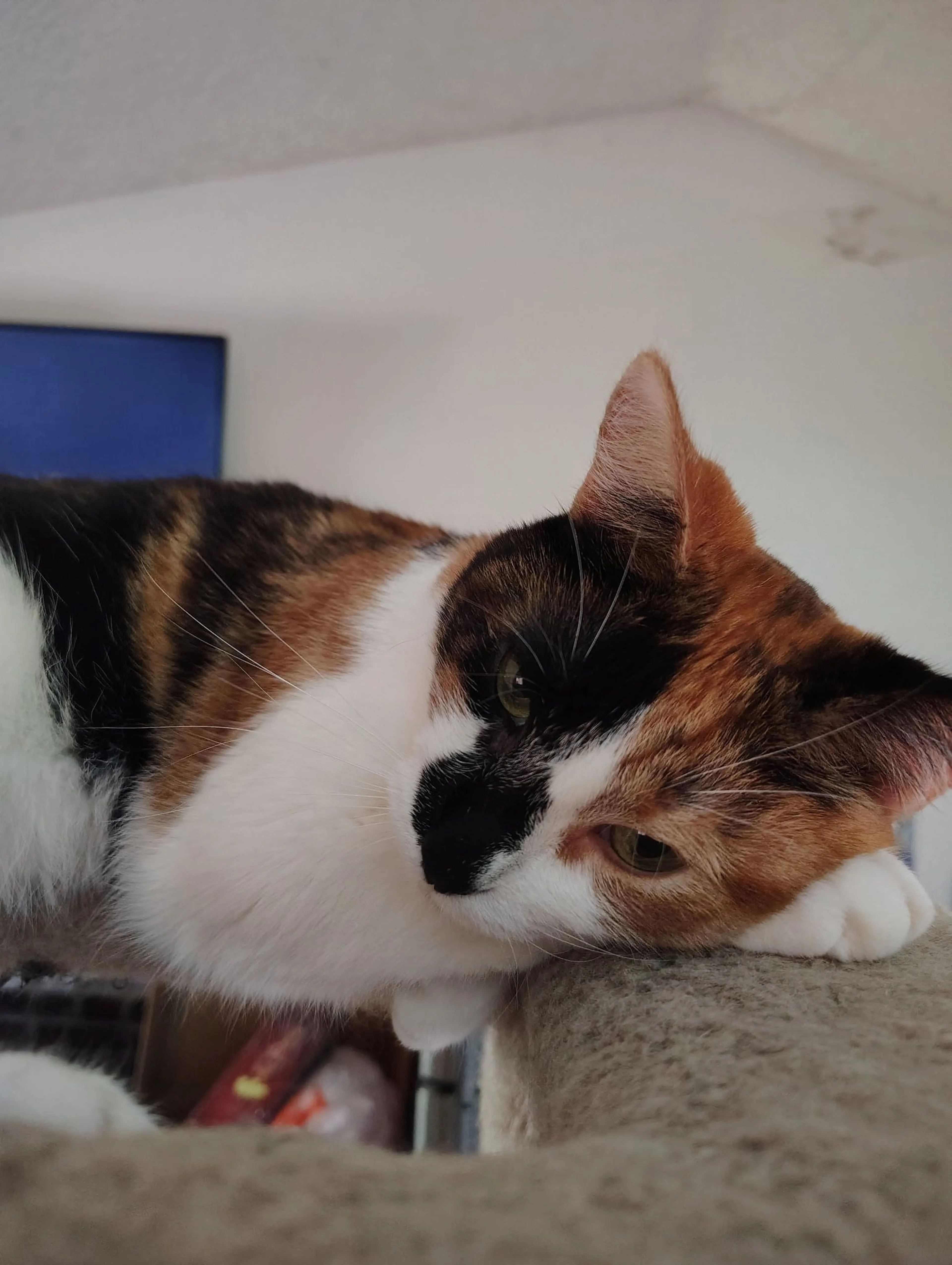 Lost pet-2