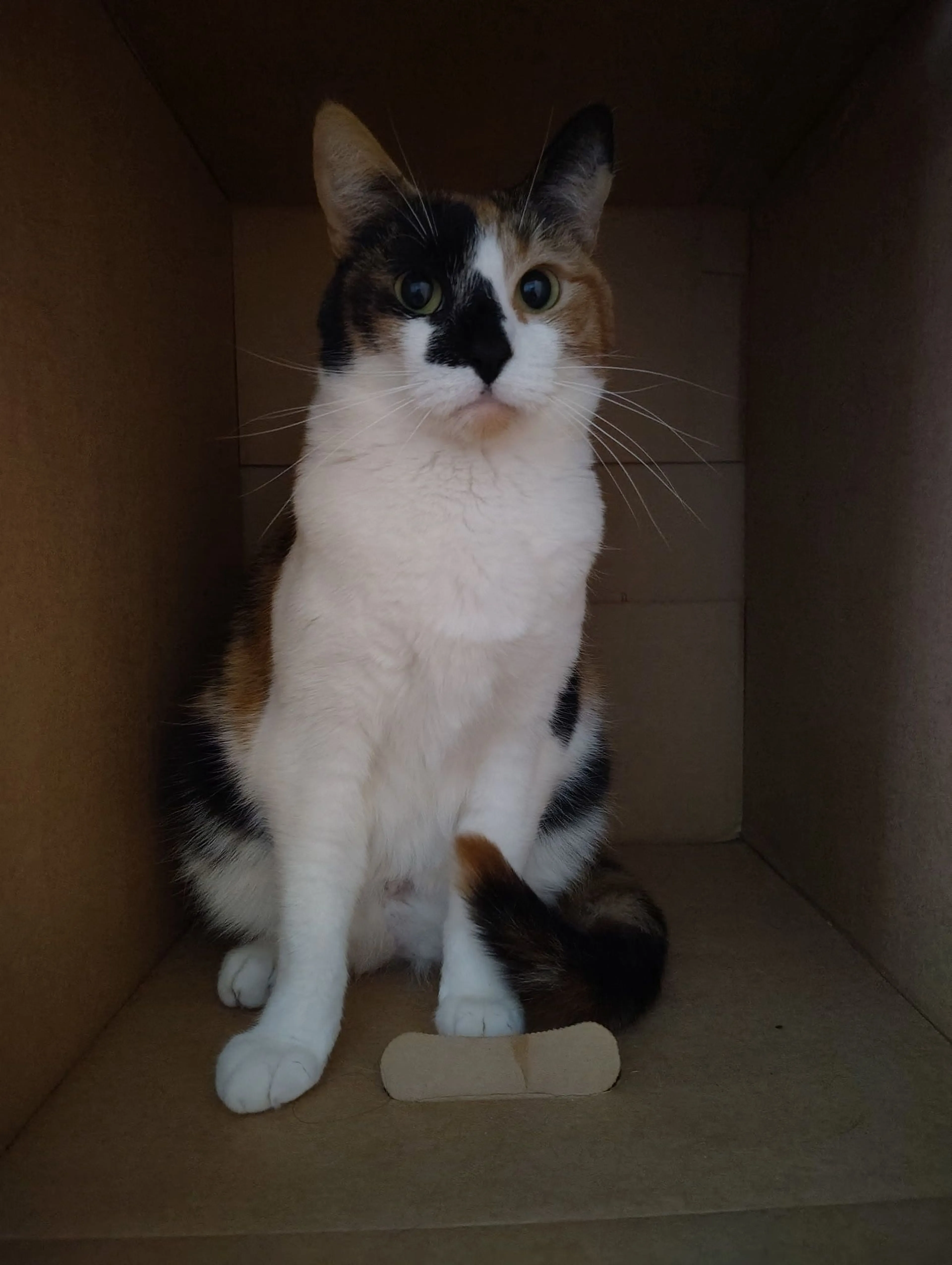 Lost pet-3