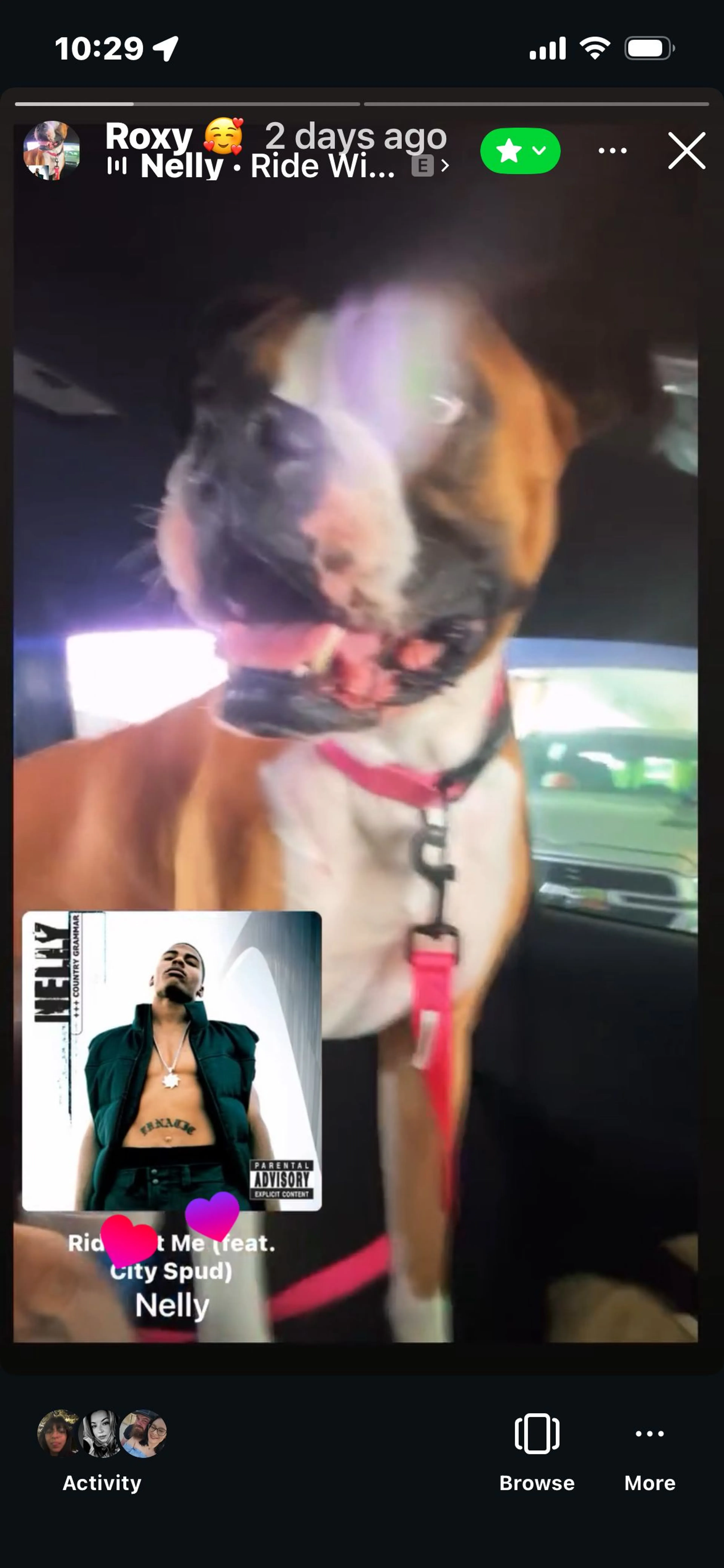 Lost pet-2